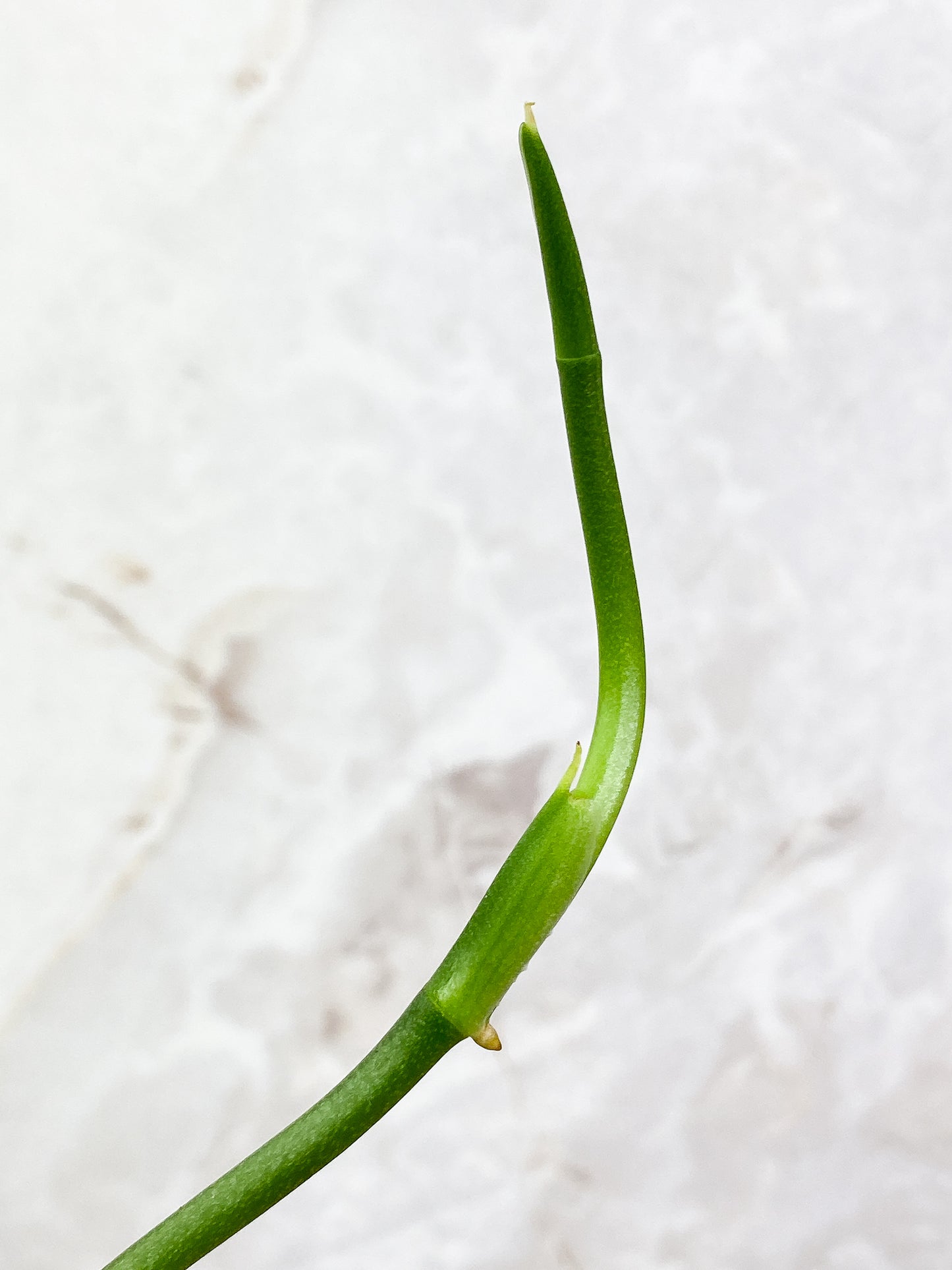 Monstera Esqueleto 1 leaf 1 sprout rooted