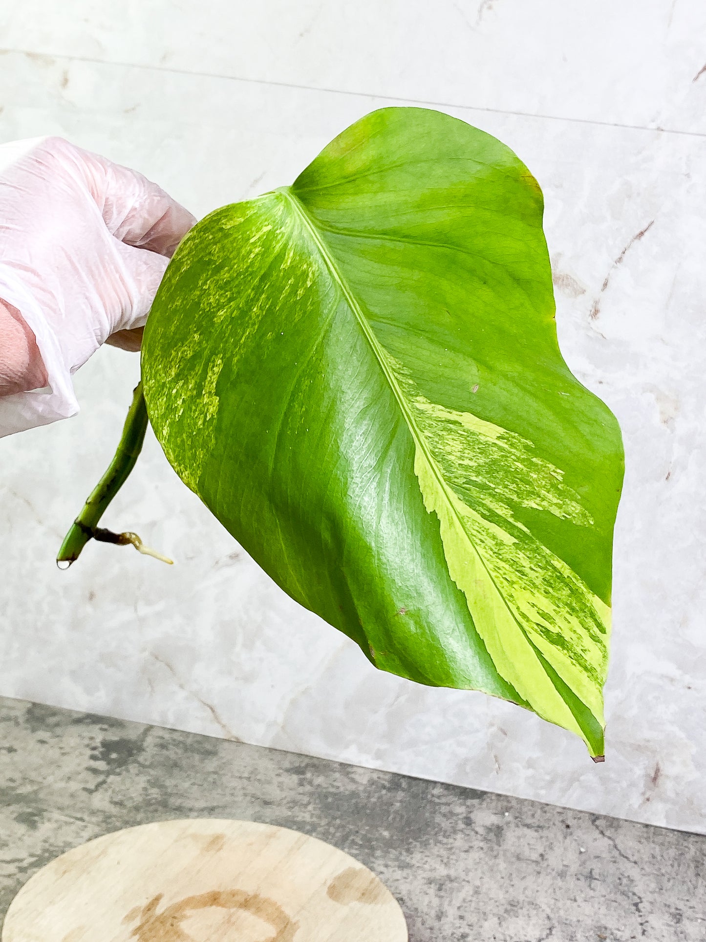 Monstera Aurea, 1 leaf rooting top cutting