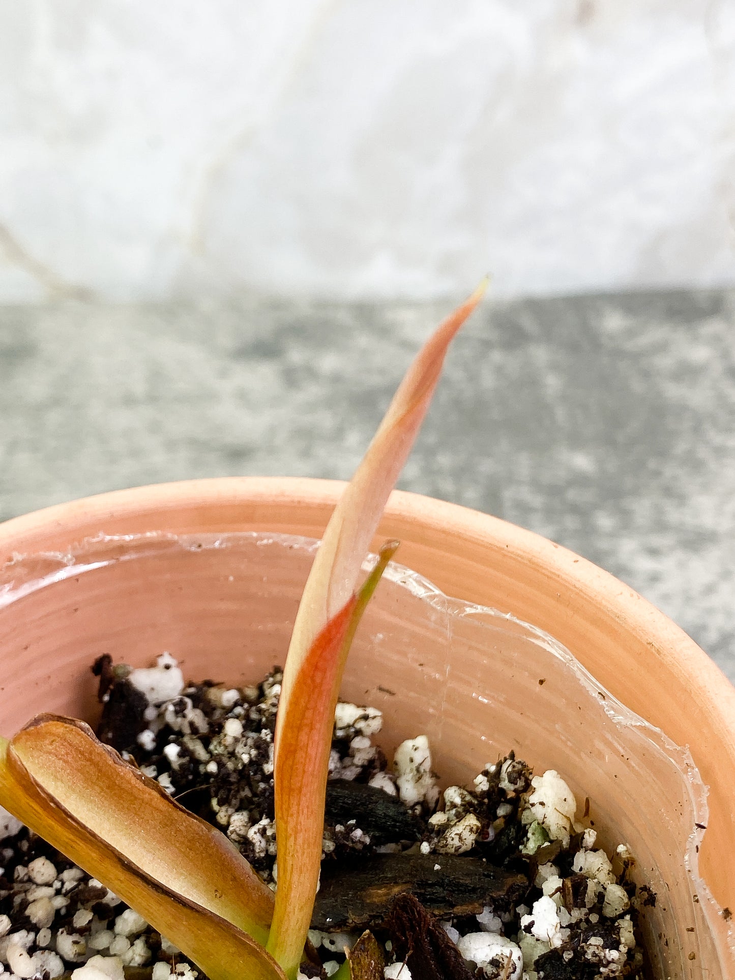 Philodendron Gigas sprout rooted