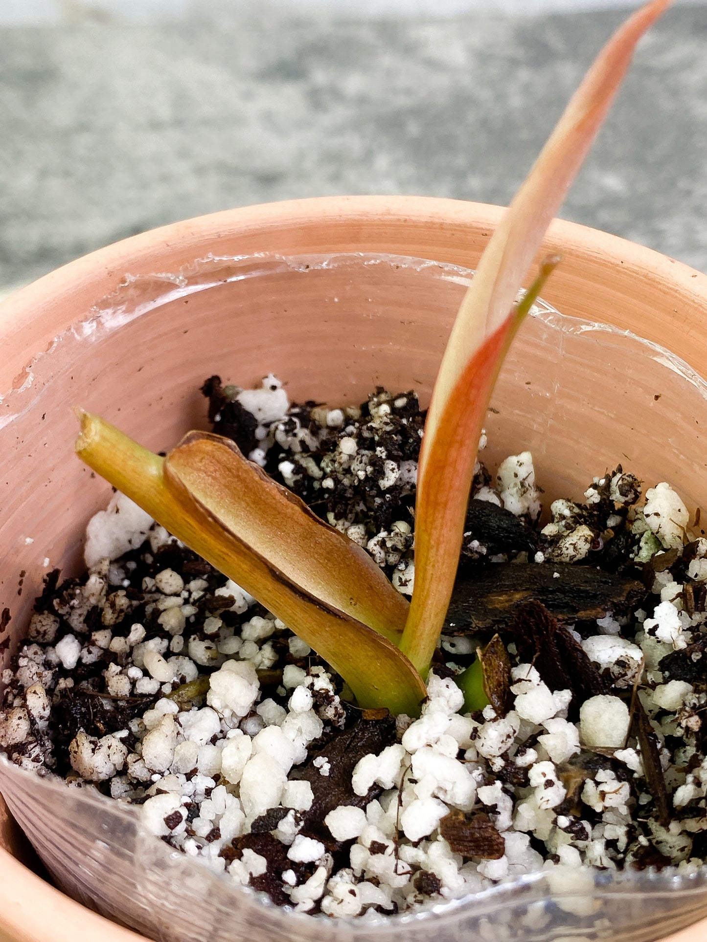 Philodendron Gigas sprout rooted