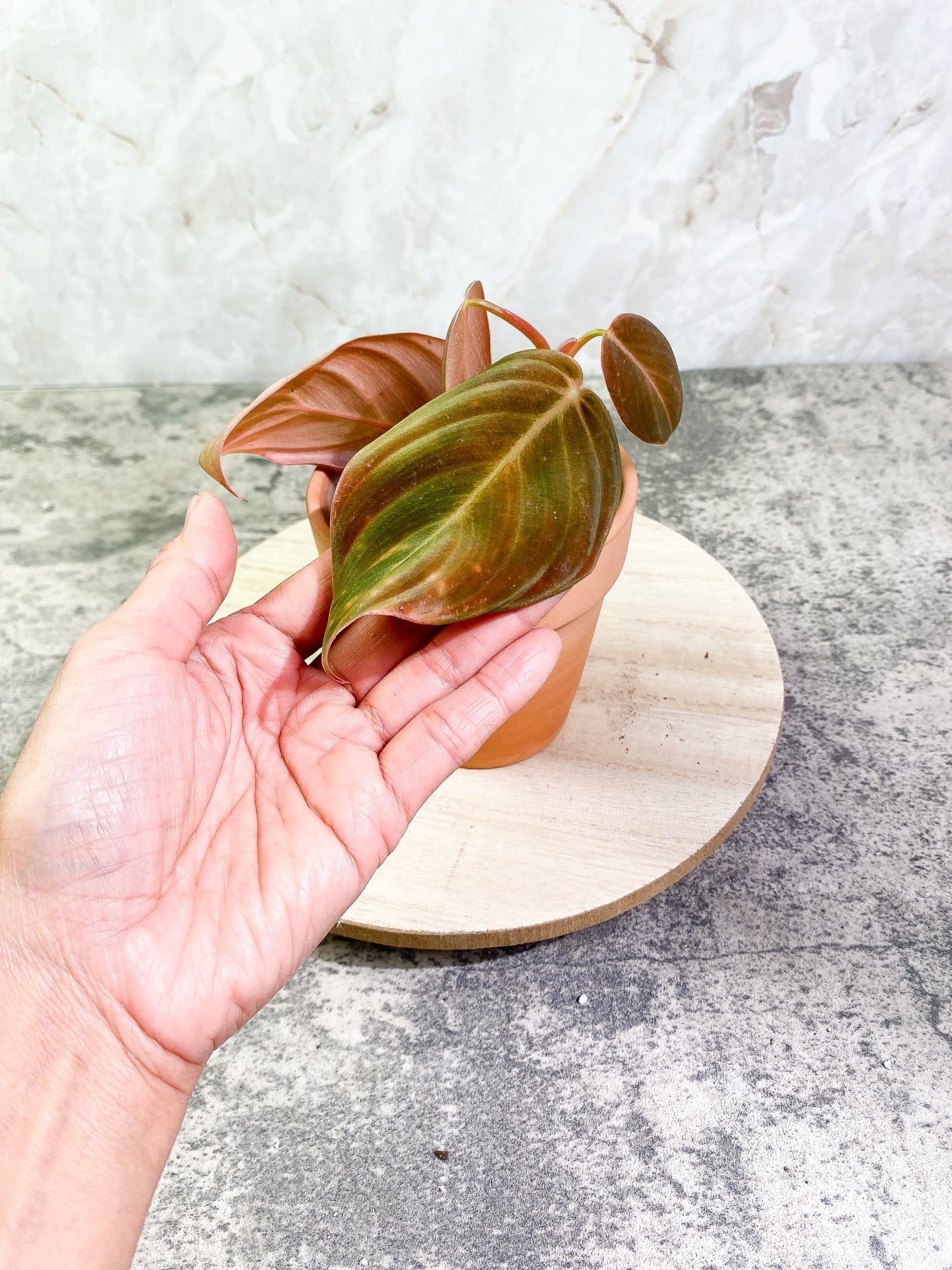 Philodendron Gigas with 4 leaves that is rooted
