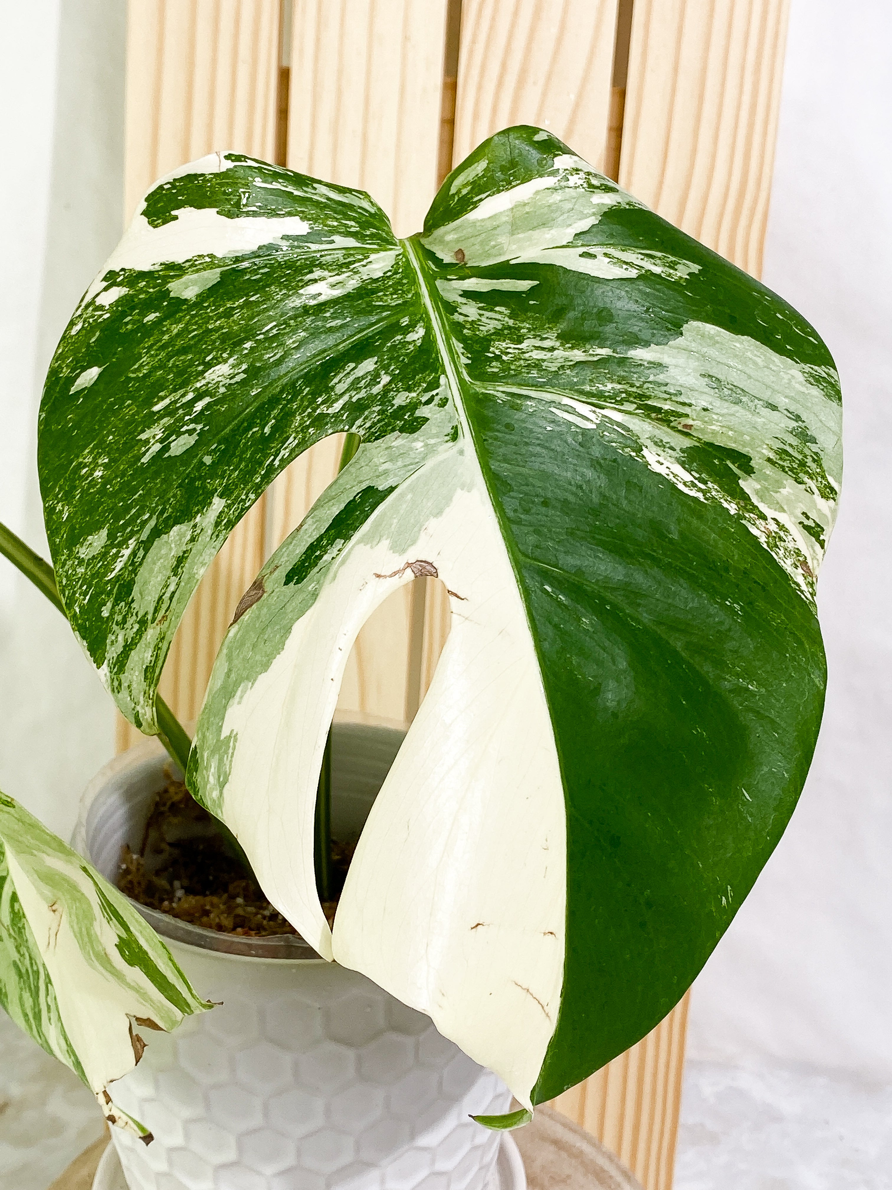 Monstera albo variegated 2 leaves Slightly Rooted