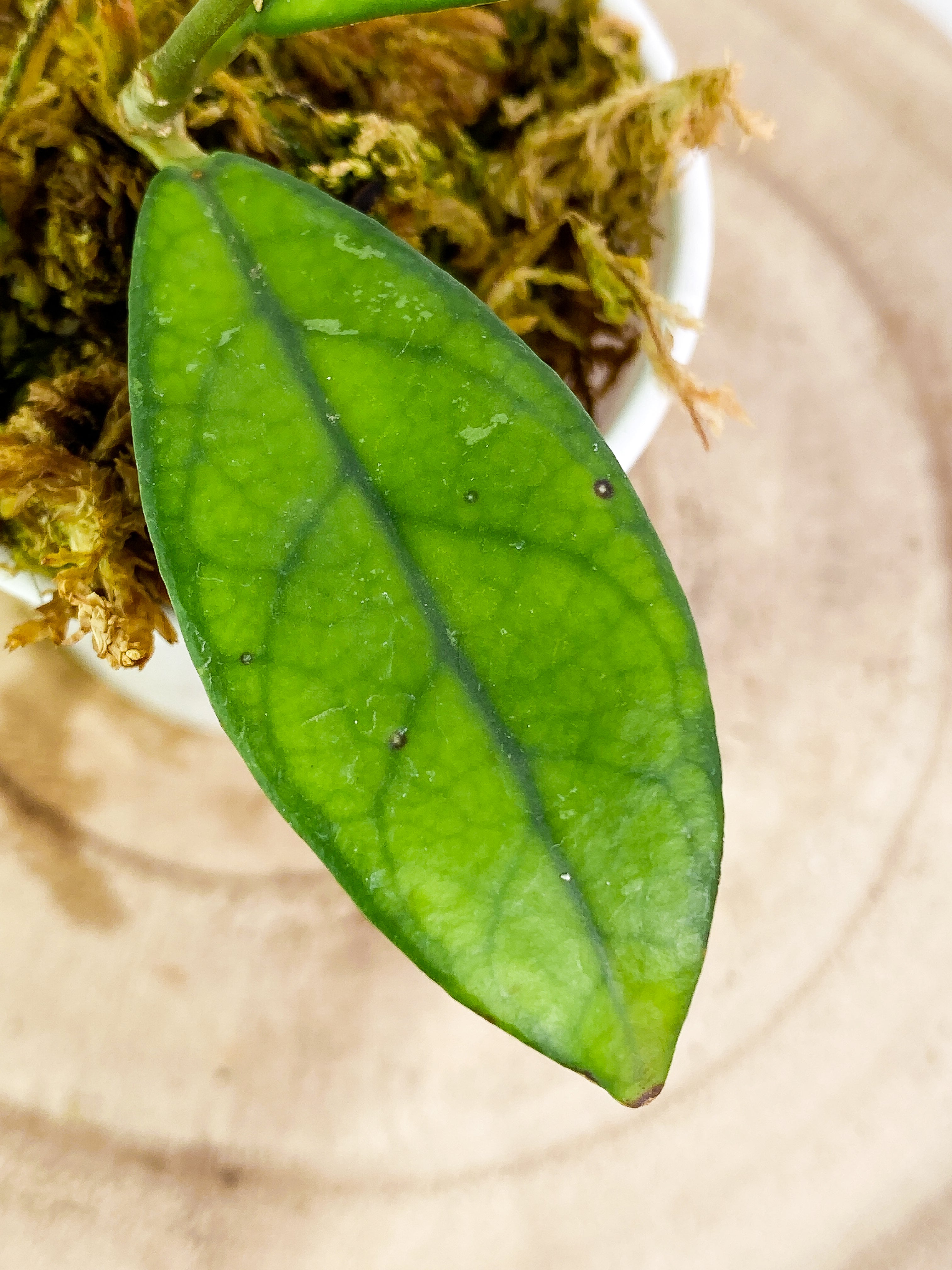 Hoya Crassipetiolata 3  leaves rooted long stalk