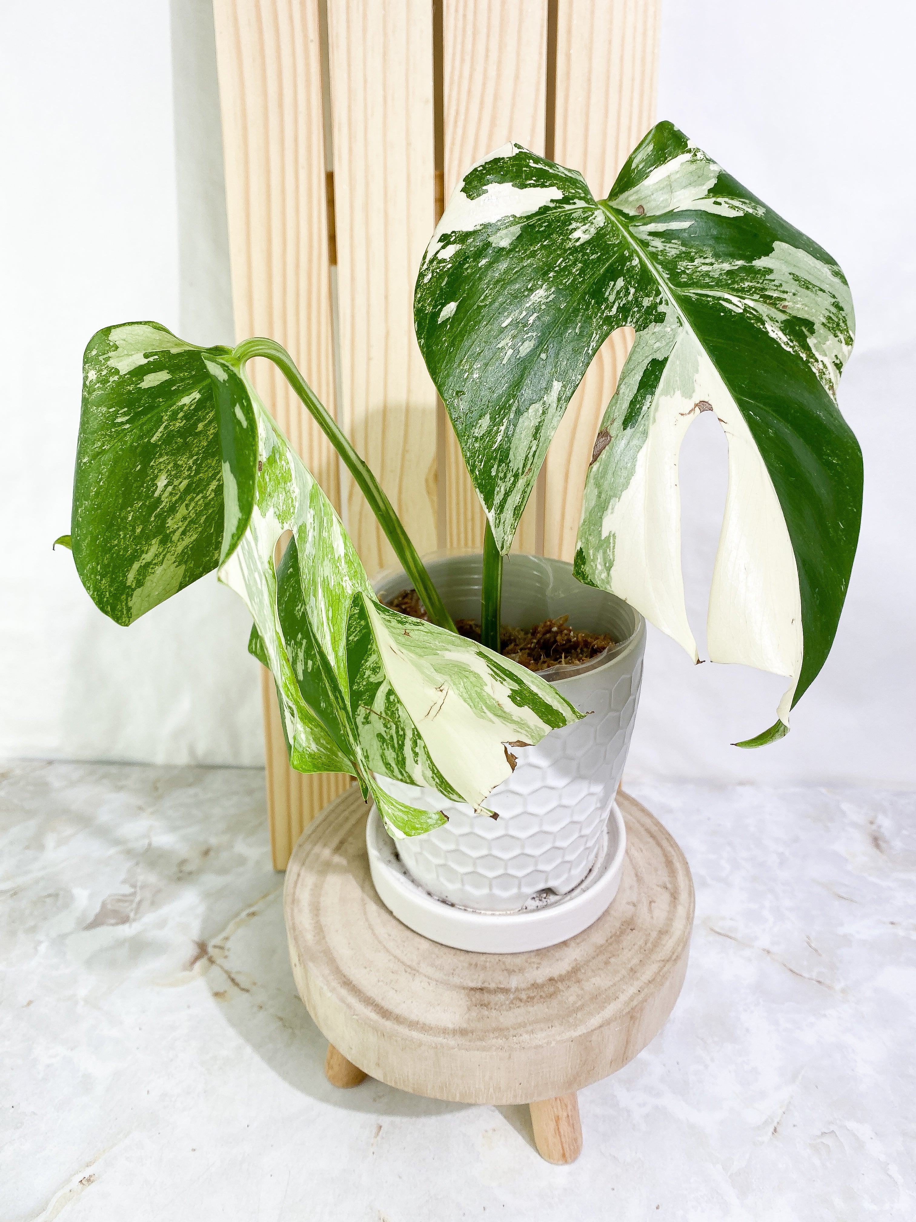 Monstera albo variegated 2 leaves Slightly Rooted