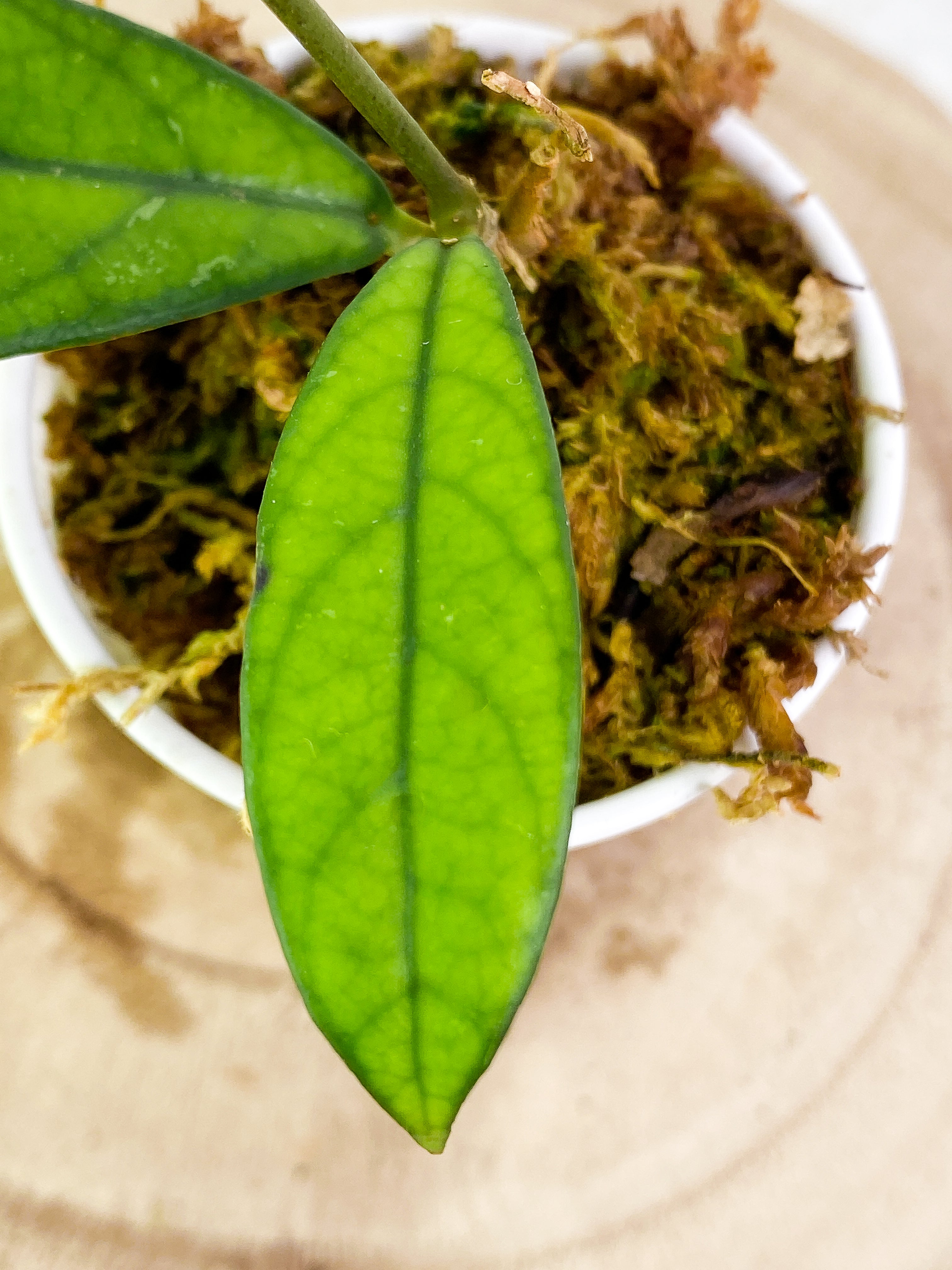 Hoya Crassipetiolata 3  leaves rooted long stalk