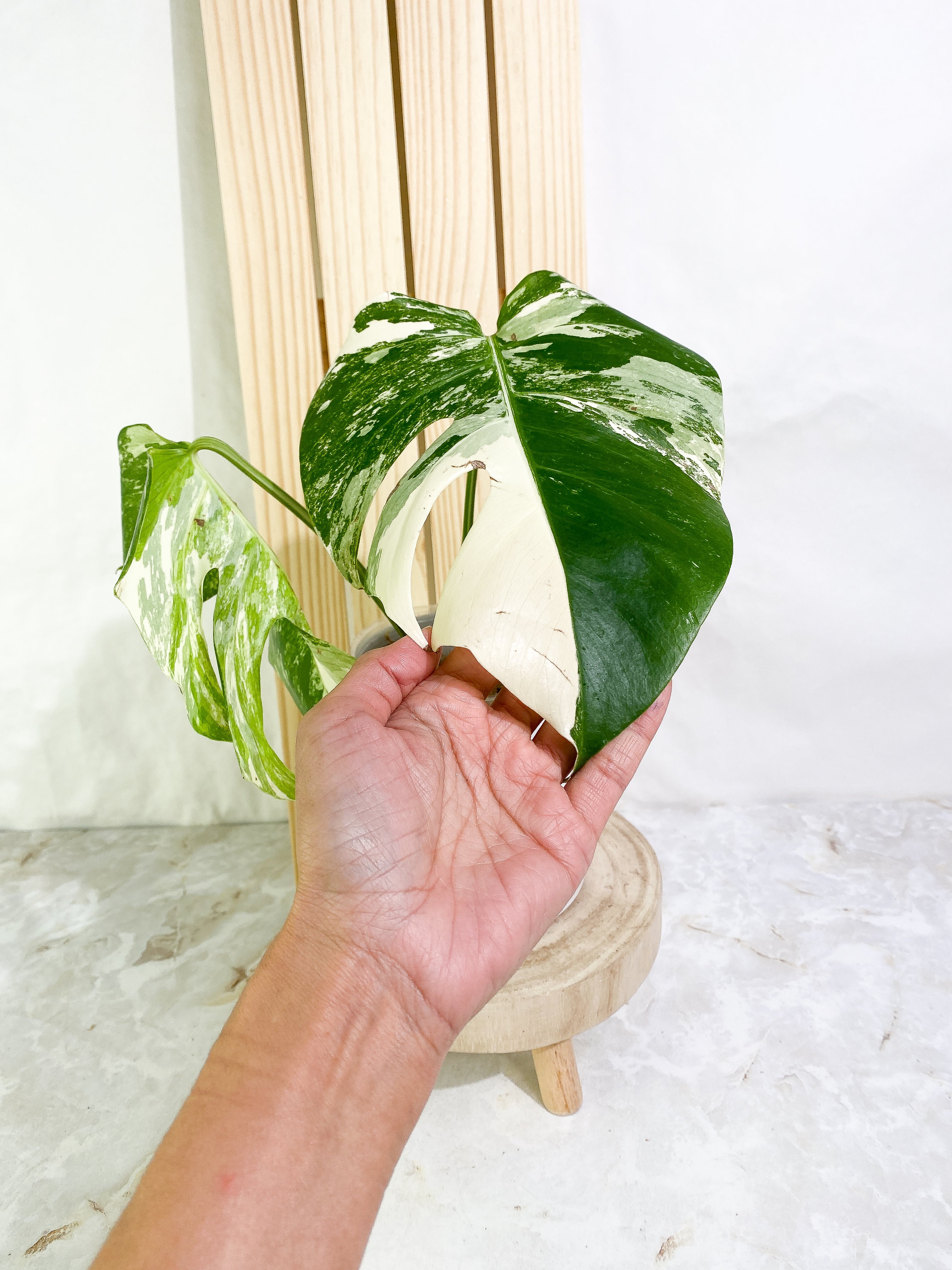 Monstera albo variegated 2 leaves Slightly Rooted