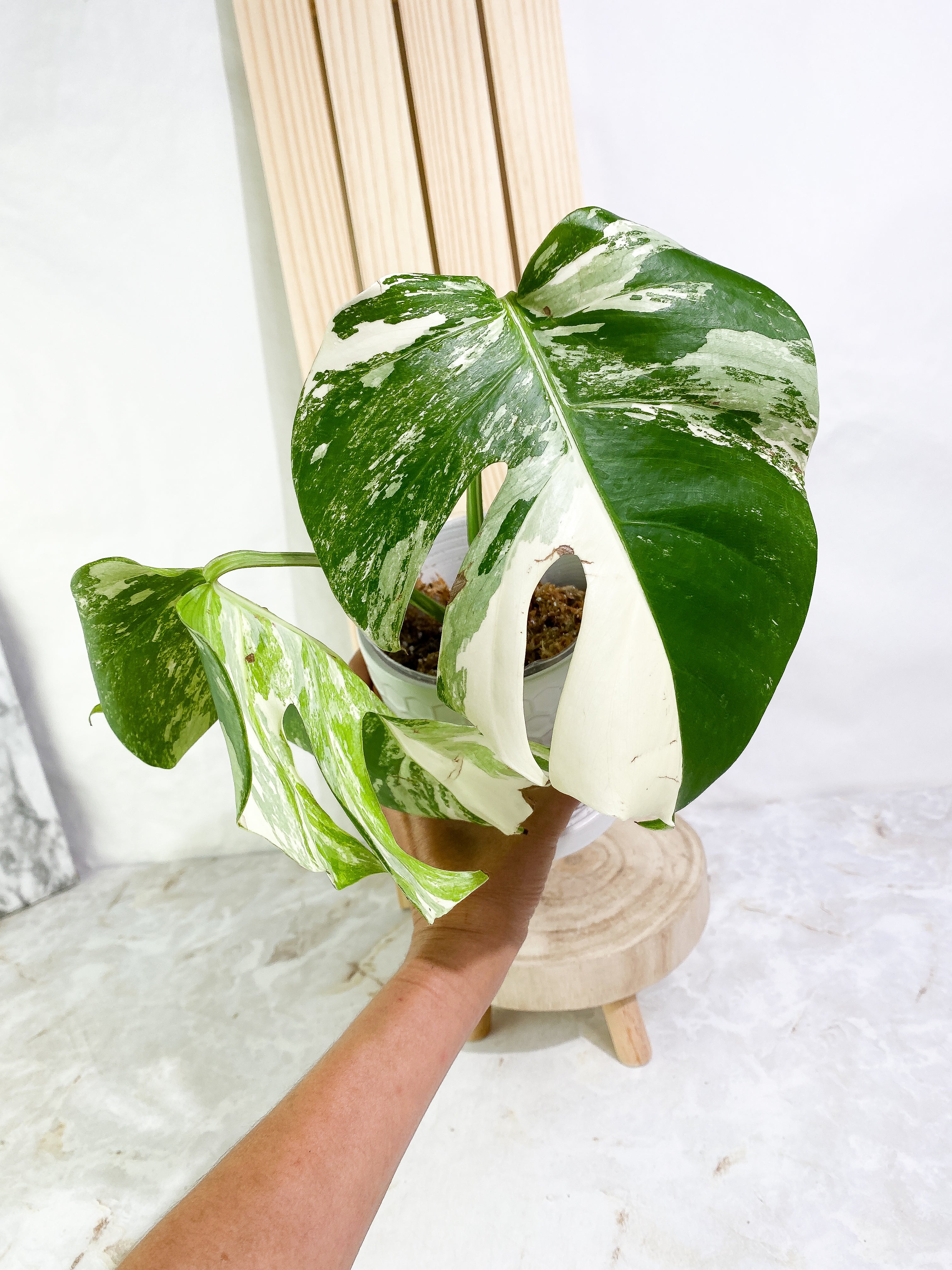 Monstera albo variegated 2 leaves Slightly Rooted