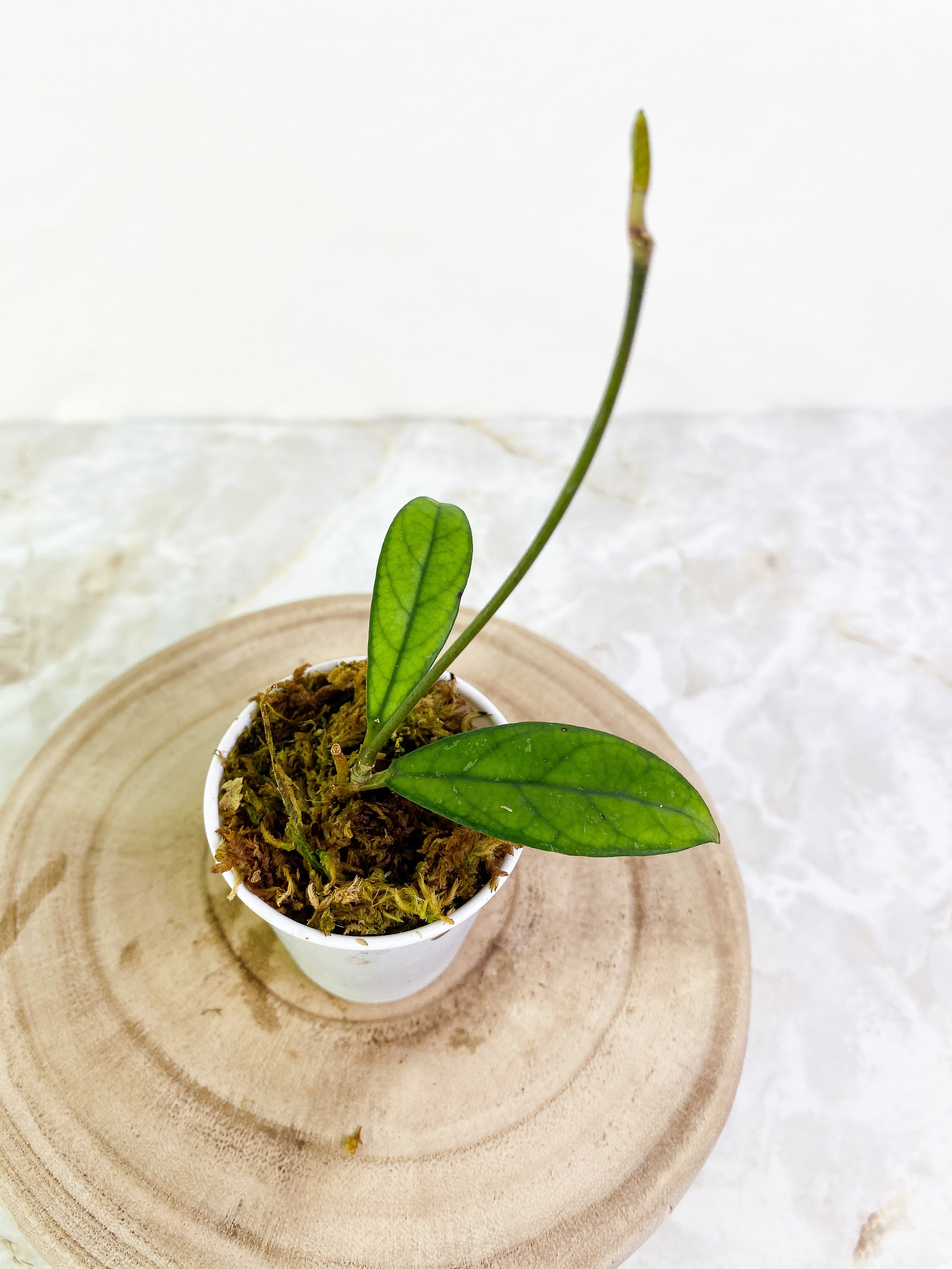 Hoya Crassipetiolata 3  leaves rooted long stalk