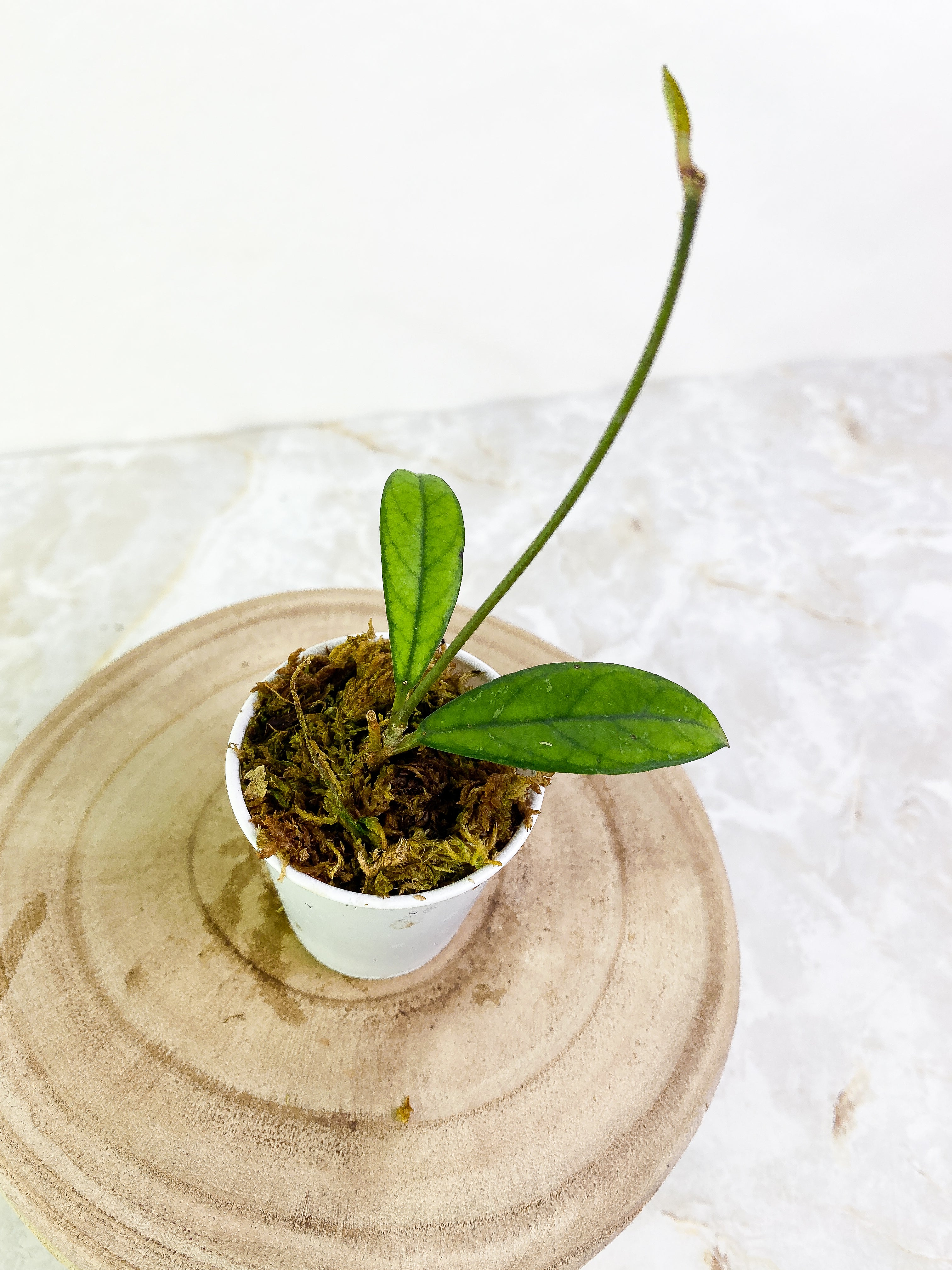 Hoya Crassipetiolata 3  leaves rooted long stalk