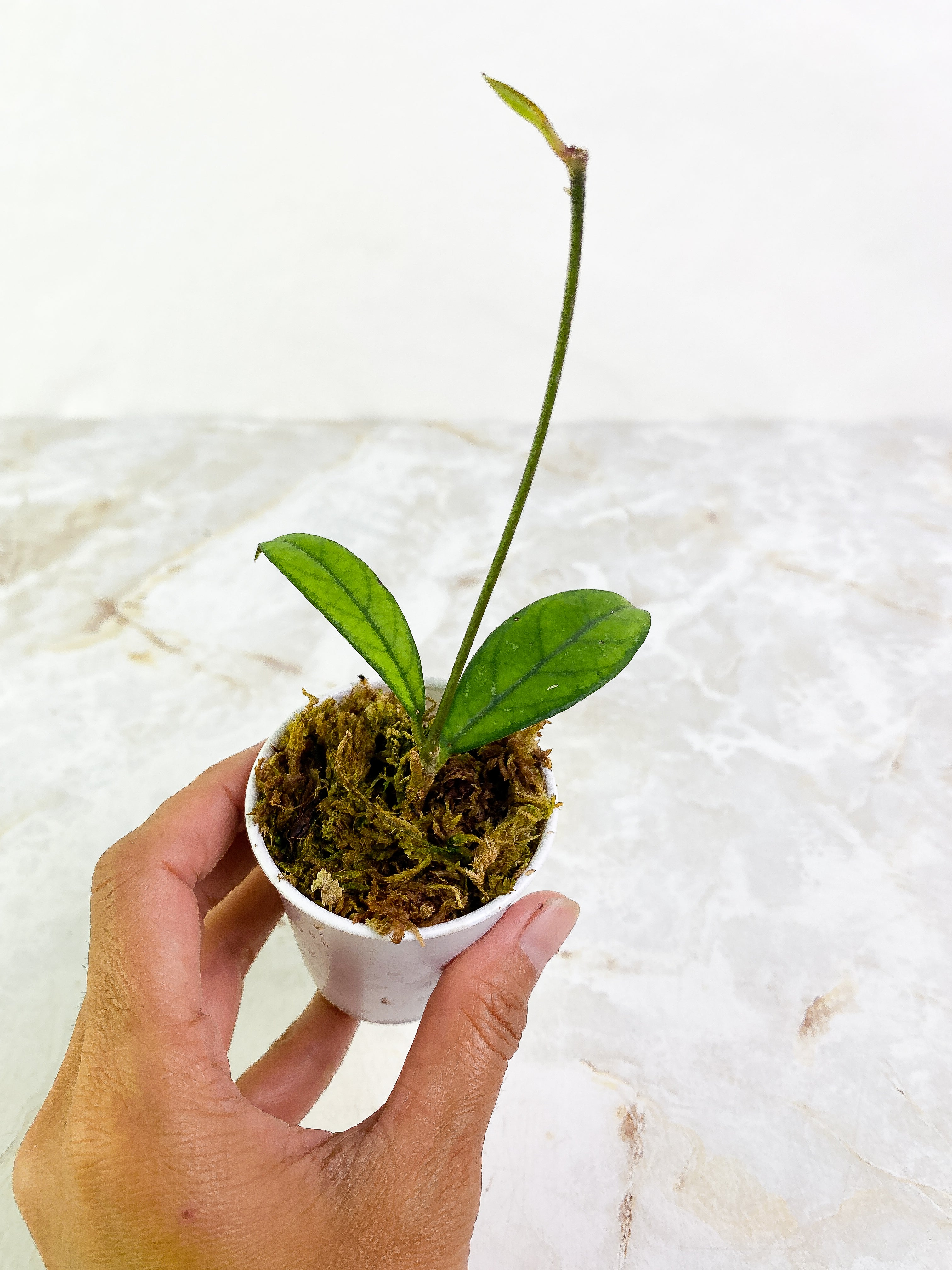 Hoya Crassipetiolata 3  leaves rooted long stalk