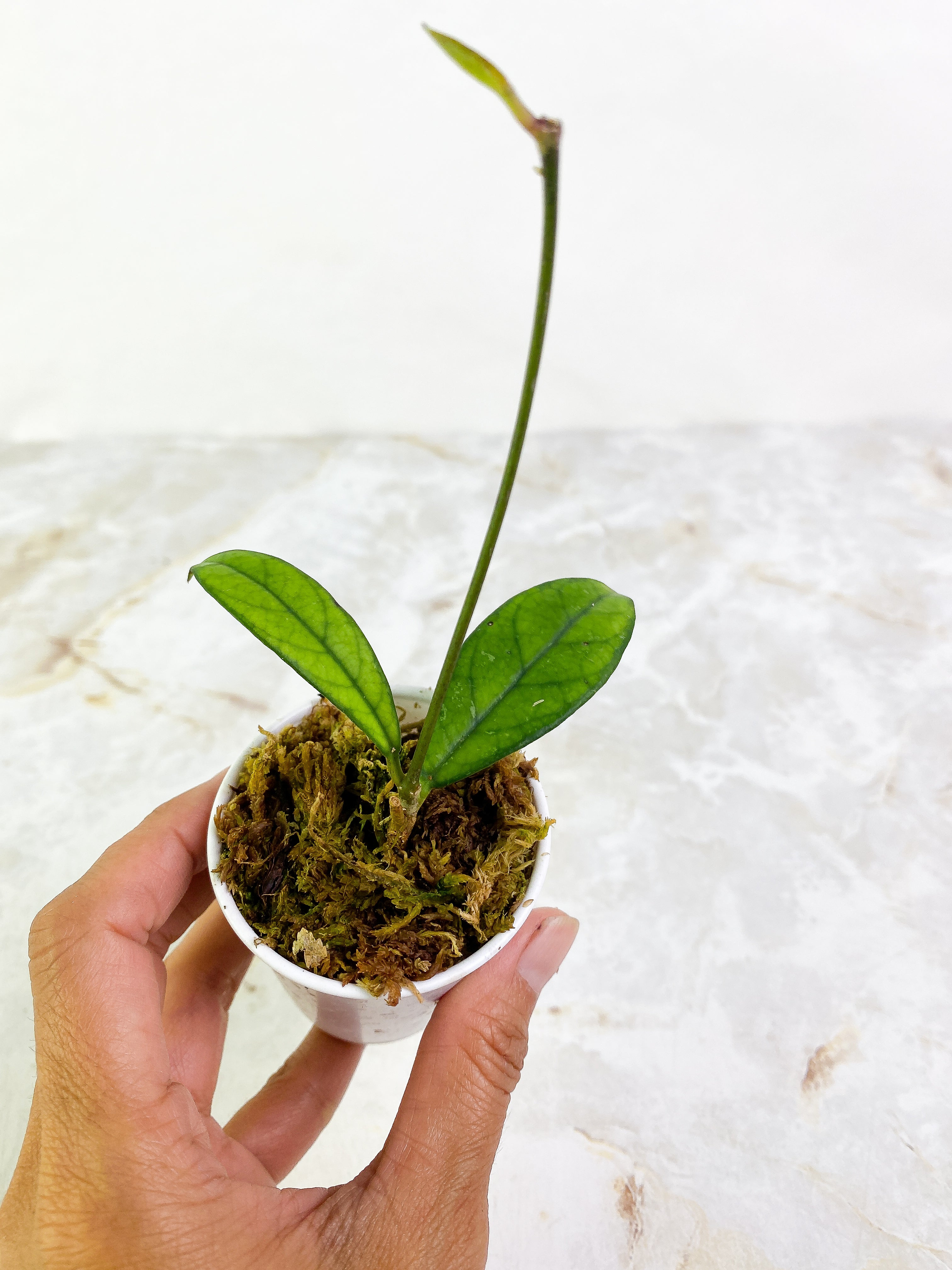 Hoya Crassipetiolata 3  leaves rooted long stalk