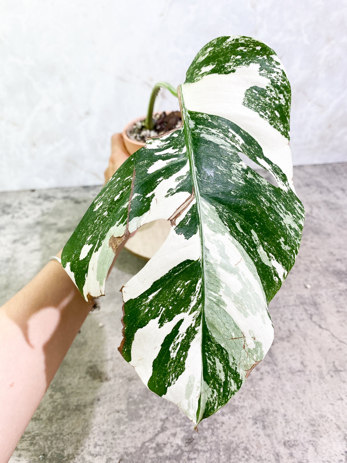 Monstera Albo Variegated 1leaf 1sprout rooted