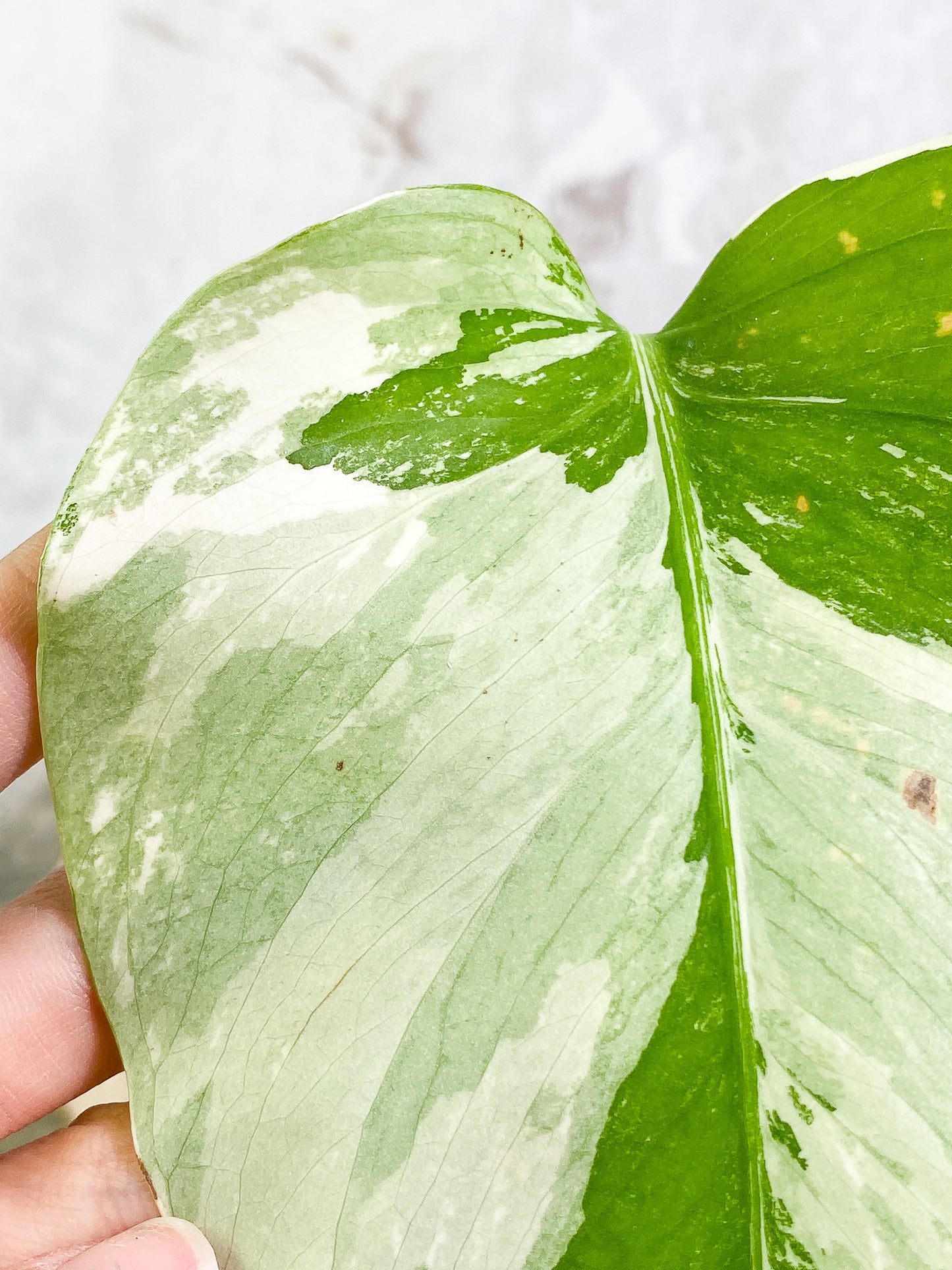 Monstera Albo Variegated 1leaf 1sprout rooted