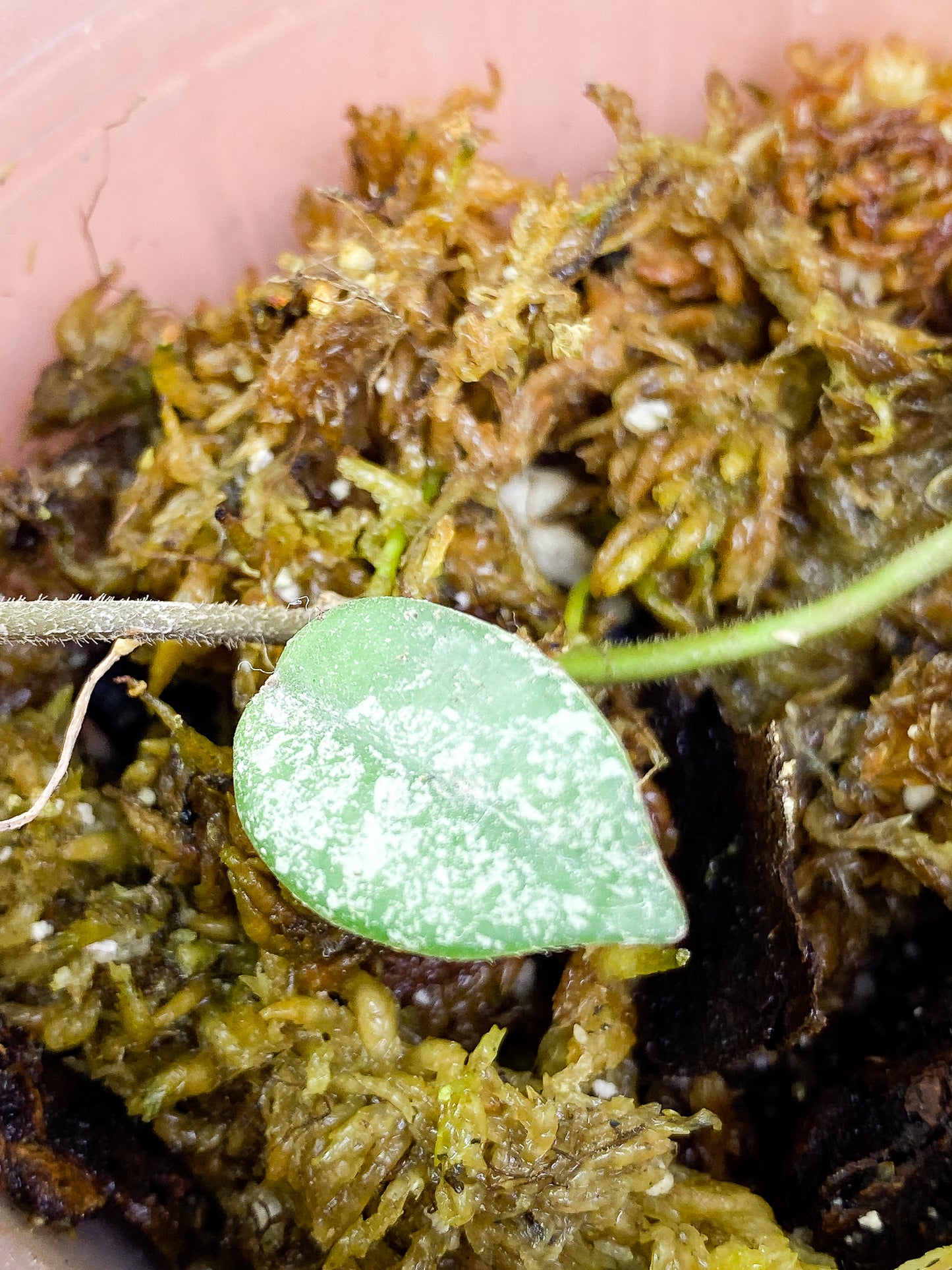 Hoya Wilbur Graves 1 leaf rooting