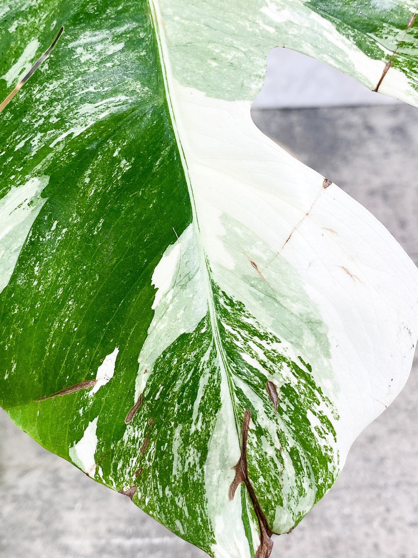 Monstera Albo Variegated 1leaf slightly rooted