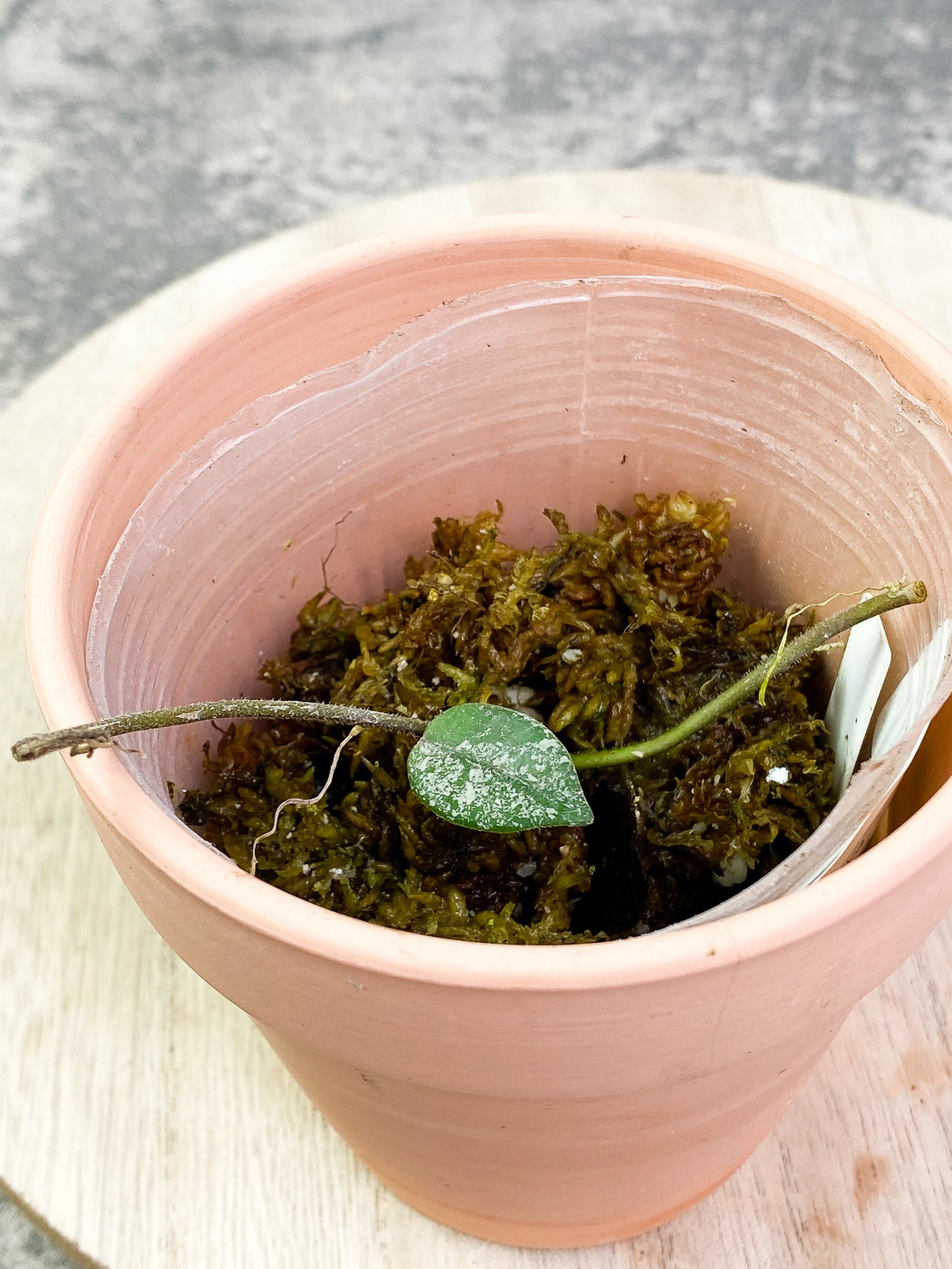 Hoya Wilbur Graves 1 leaf rooting