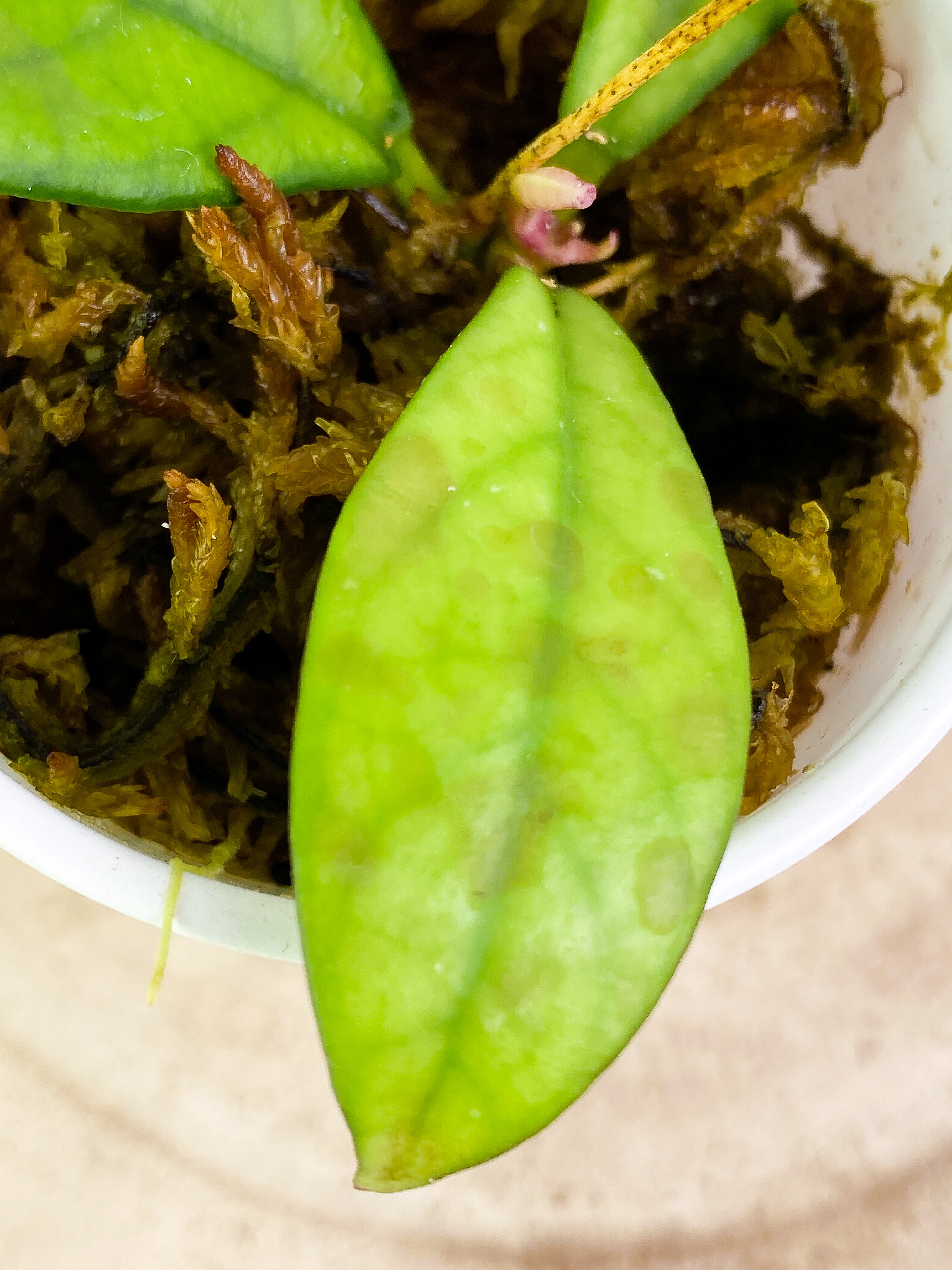 Hoya Crassipetiolata  3 leaves rooted