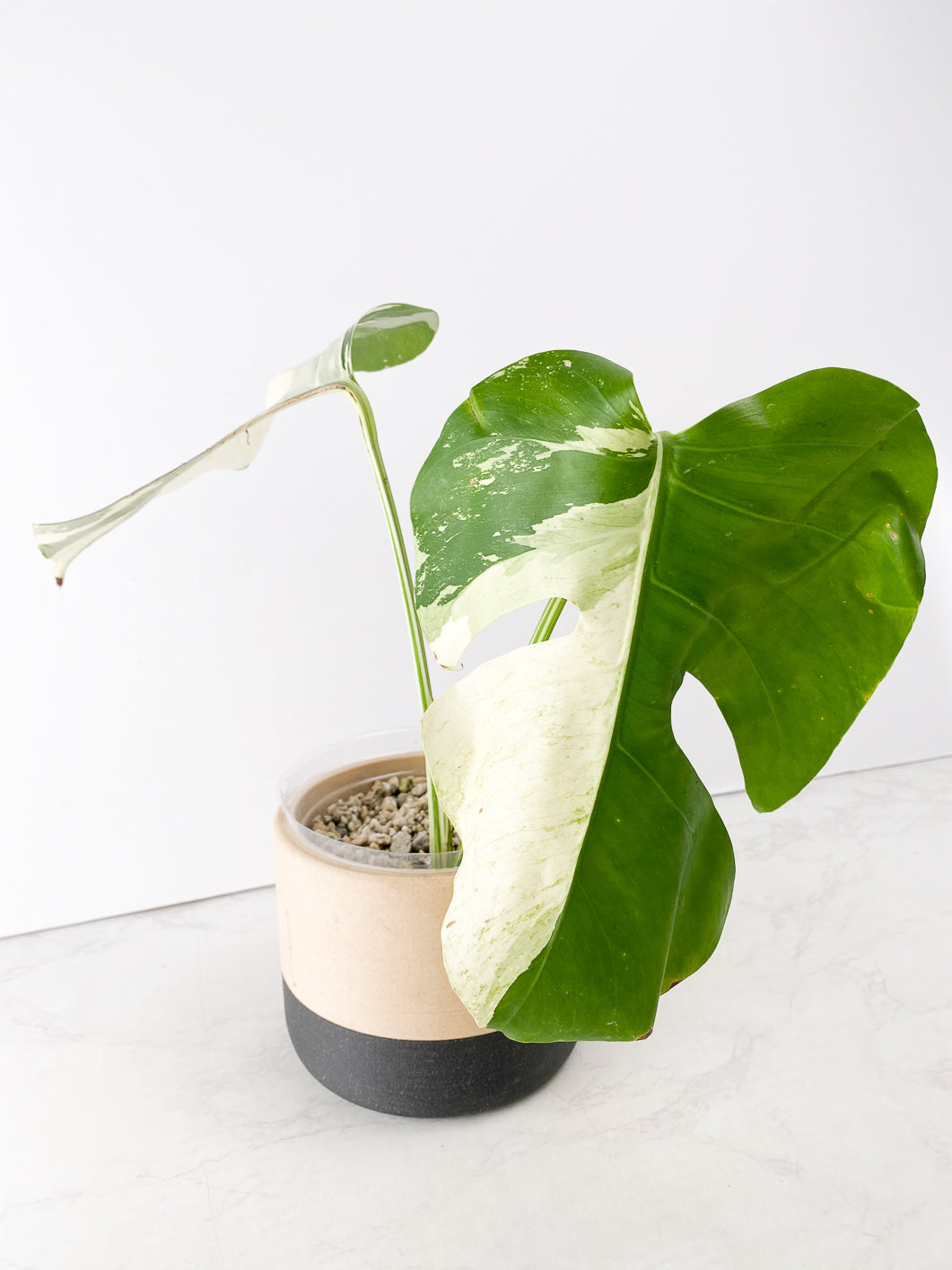 Monstera Mint Noid 2 leaves rooting top cutting