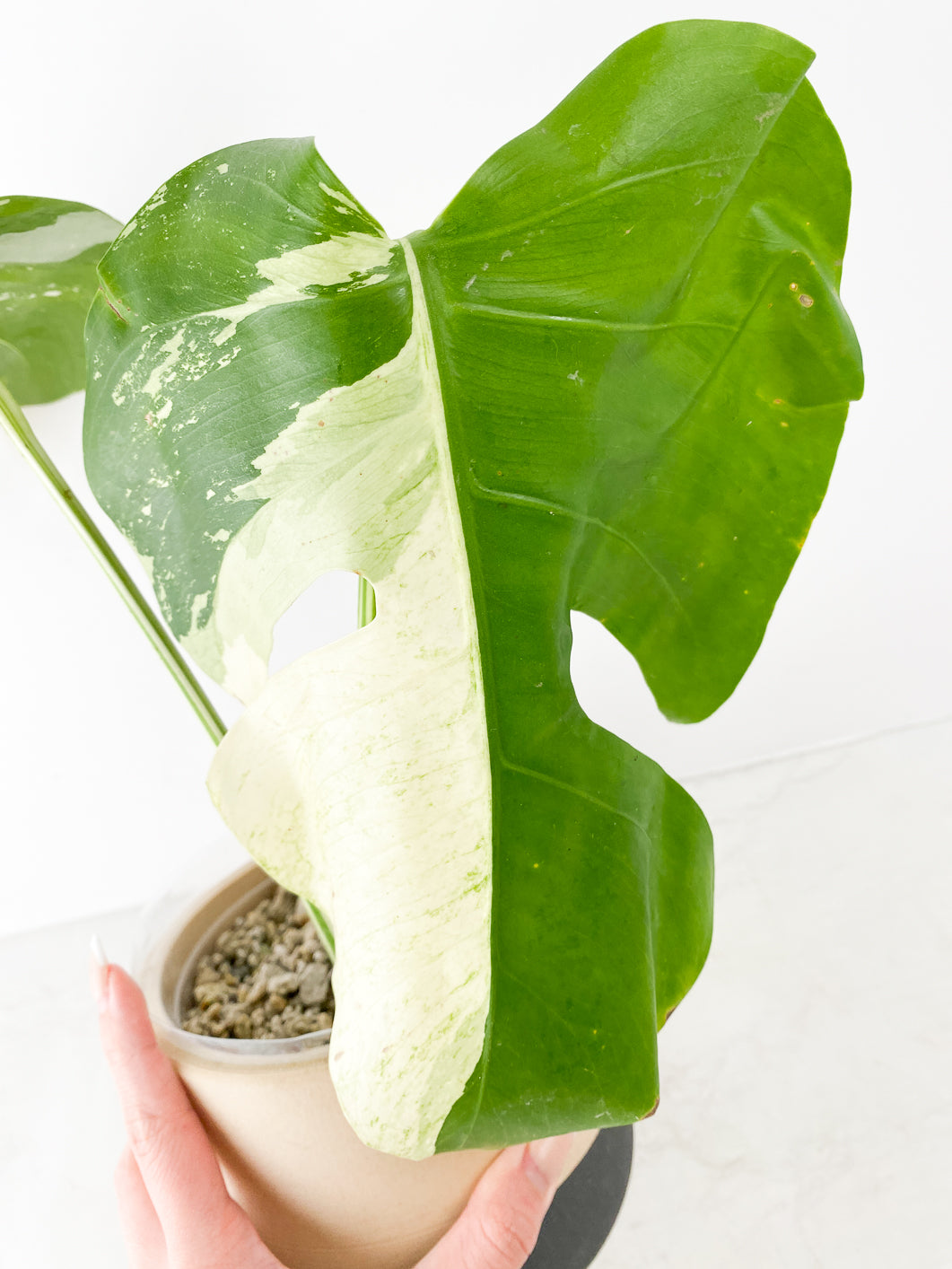 Monstera Mint Noid 2 leaves rooting top cutting