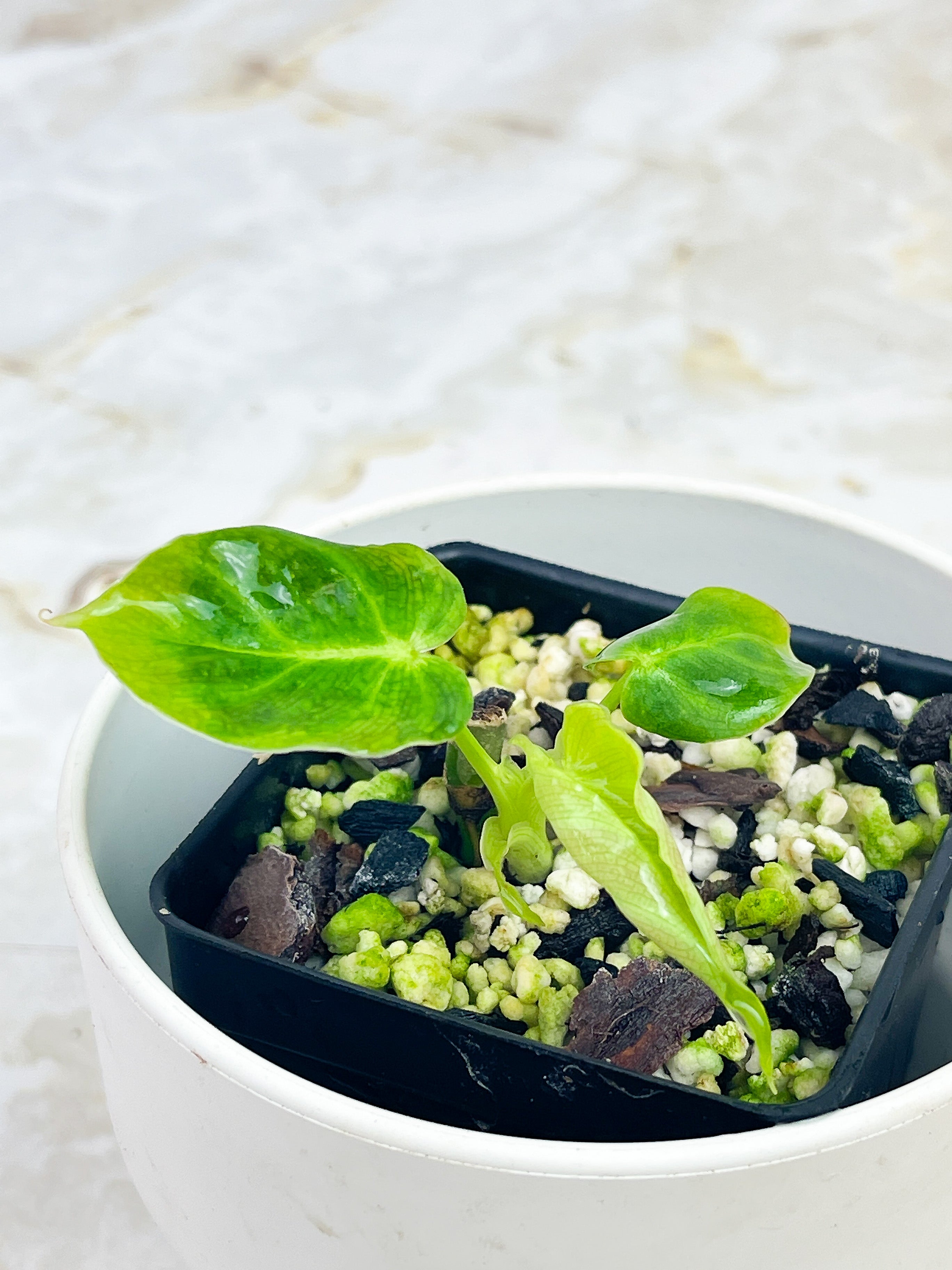 Philodendron verrucosum Cobra Rooted