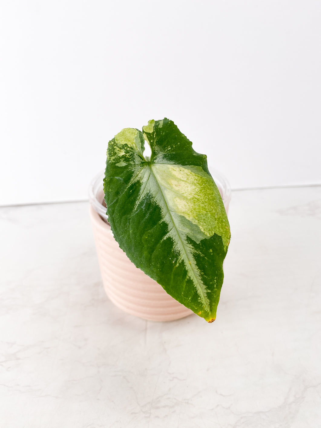 Syngonium Scrambled Eggs 1 leaf 1 bud slightly rooted