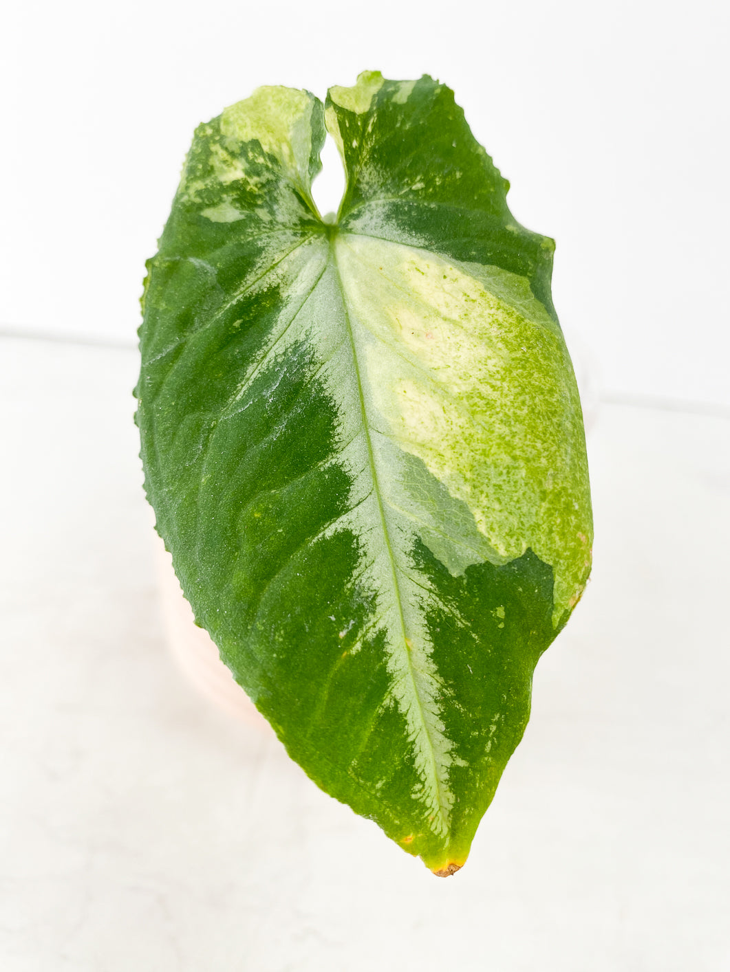 Syngonium Scrambled Eggs 1 leaf 1 bud slightly rooted