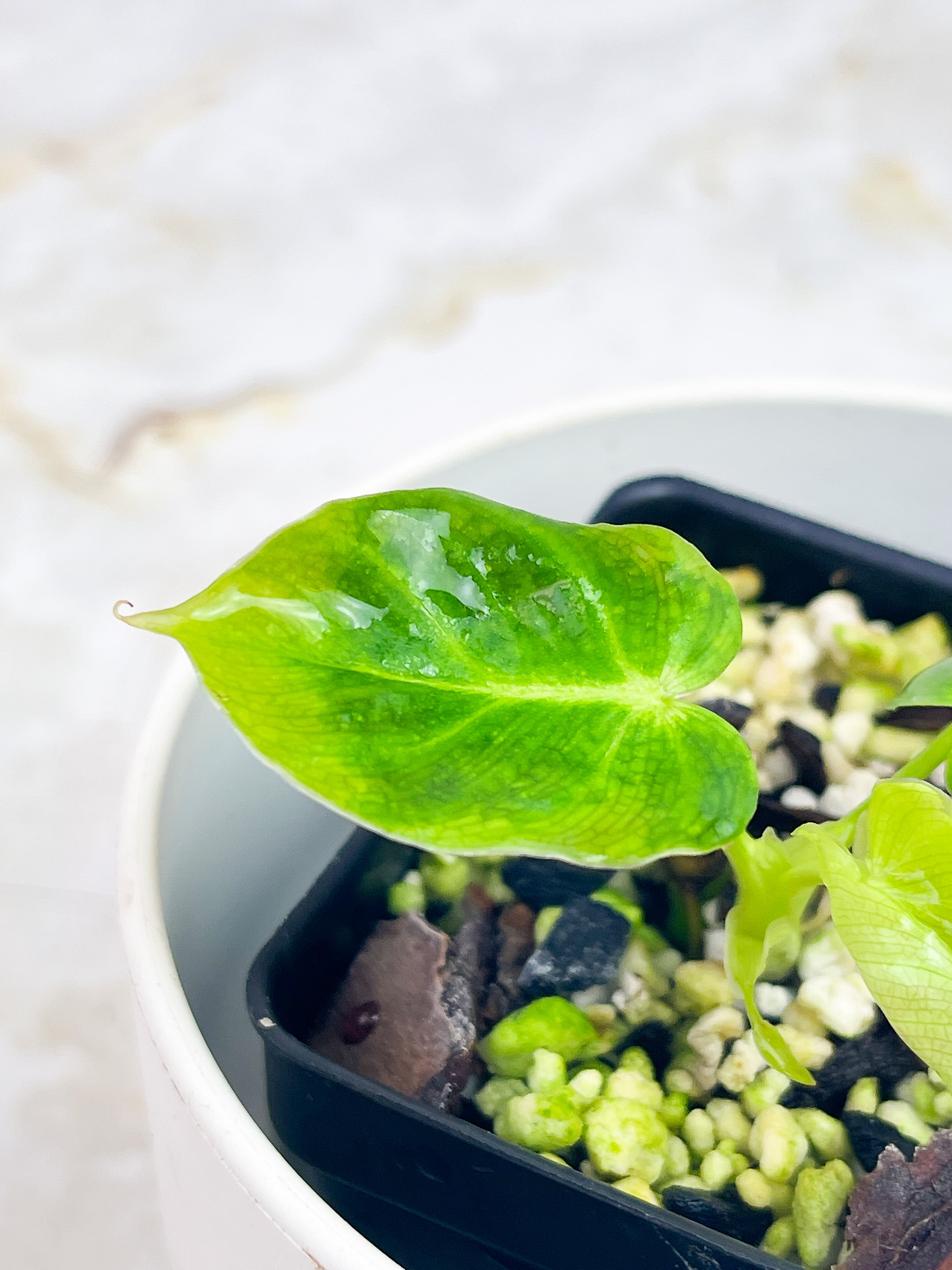 Philodendron verrucosum Cobra Rooted