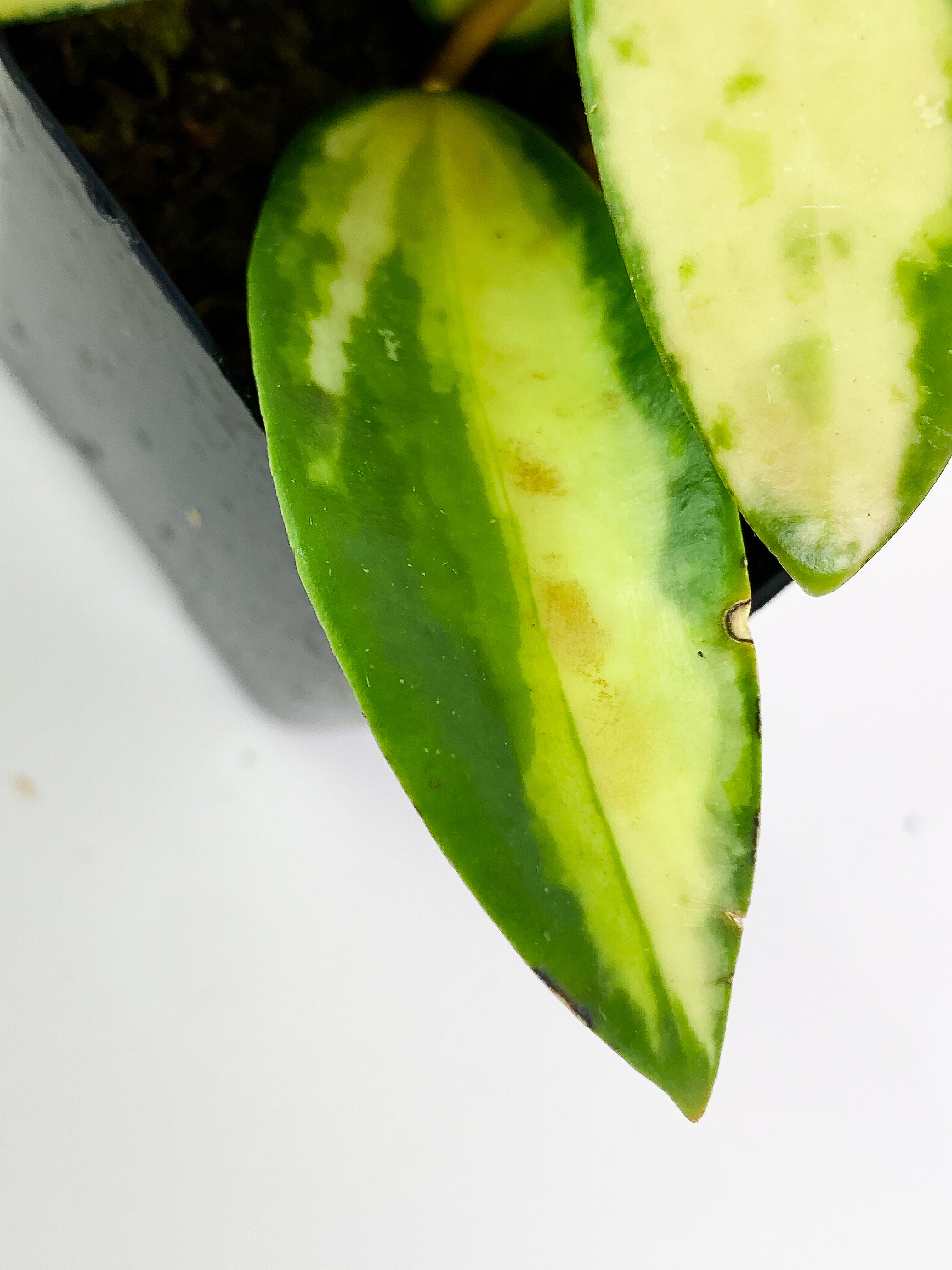 Hoya Acuta Yellow Variegated 5 leaves rooted