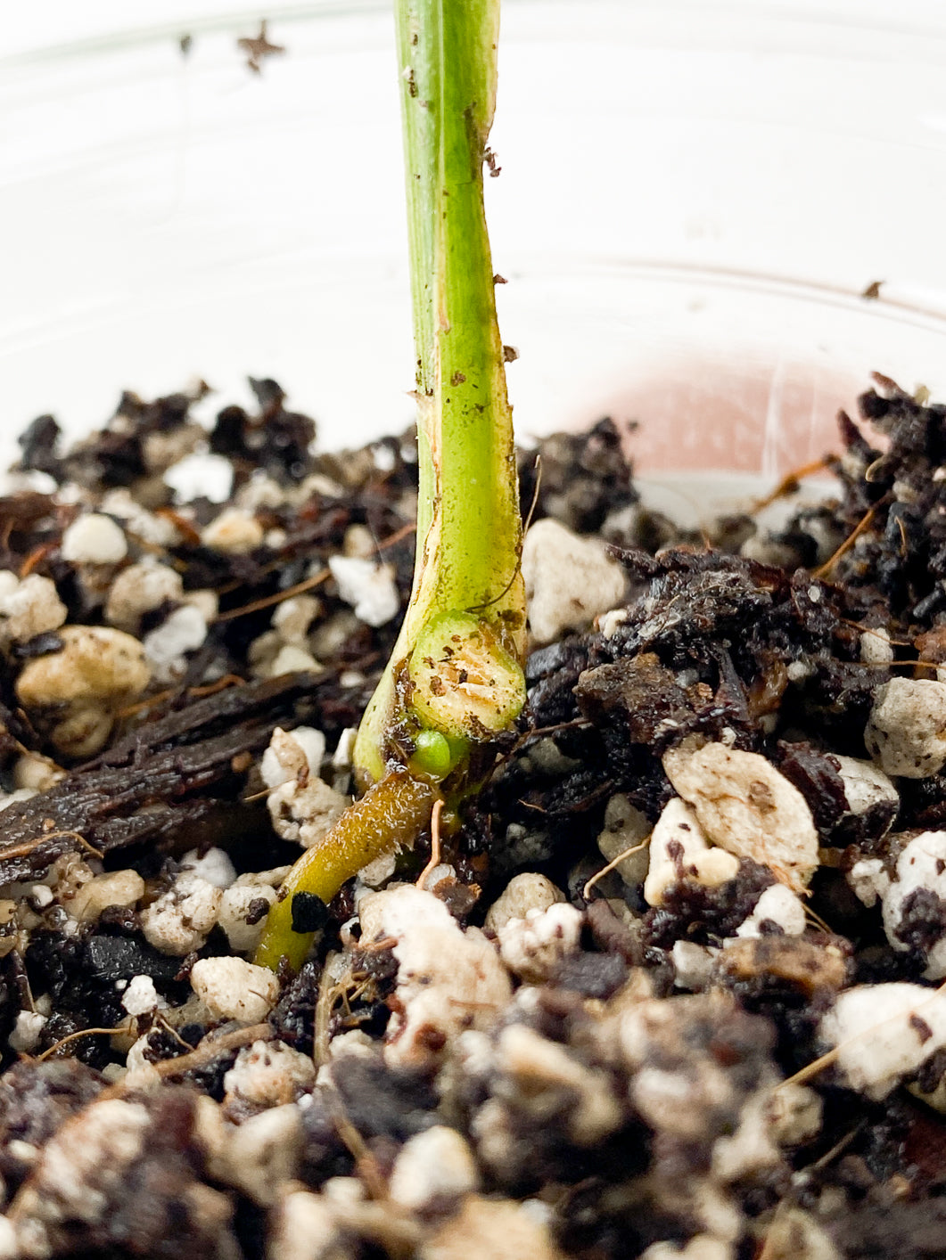 Syngonium Scrambled Eggs 1 leaf 1 bud slightly rooted
