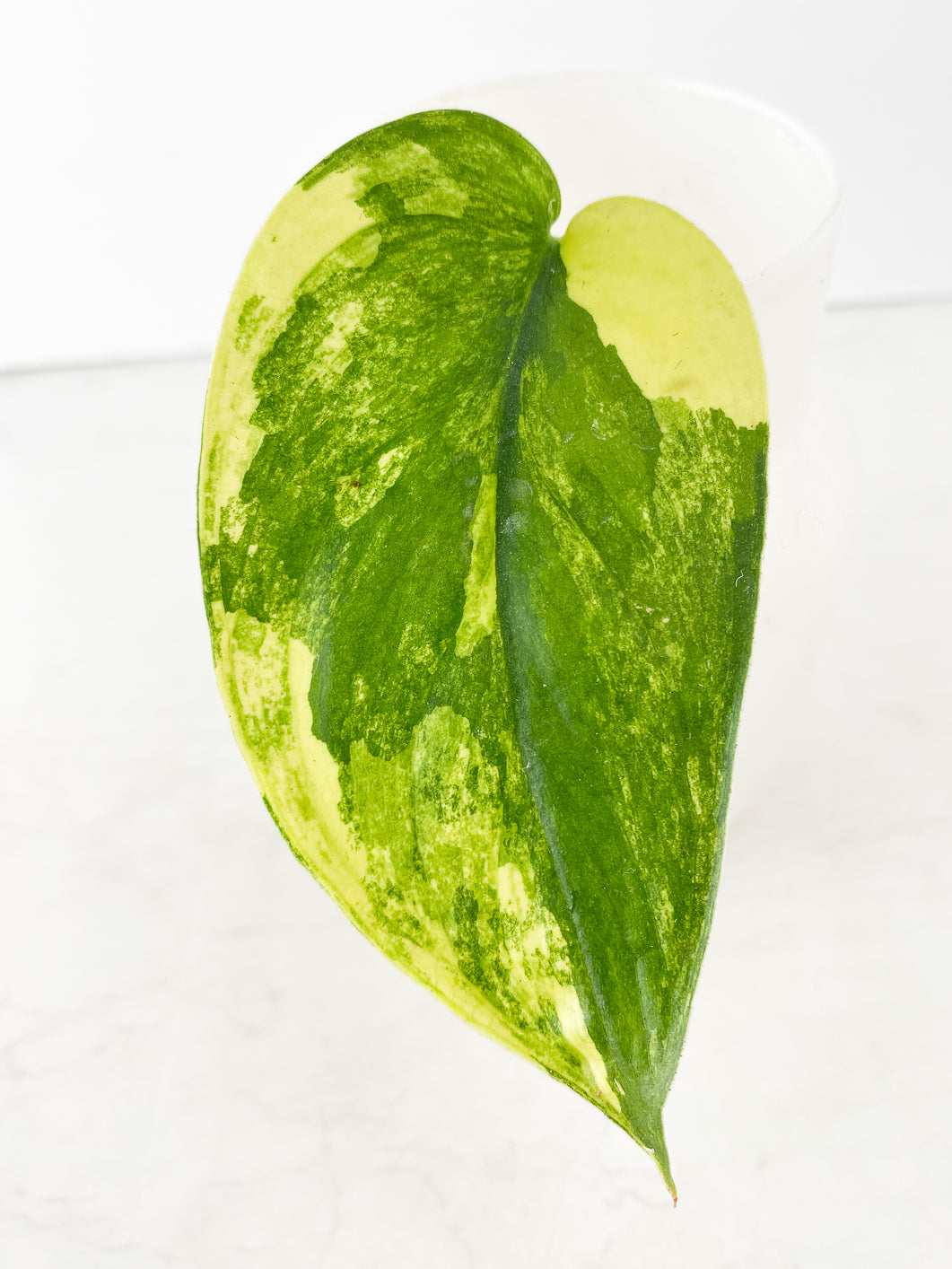 Scindapsus Jade Satin Variegated  1 leaf rooting