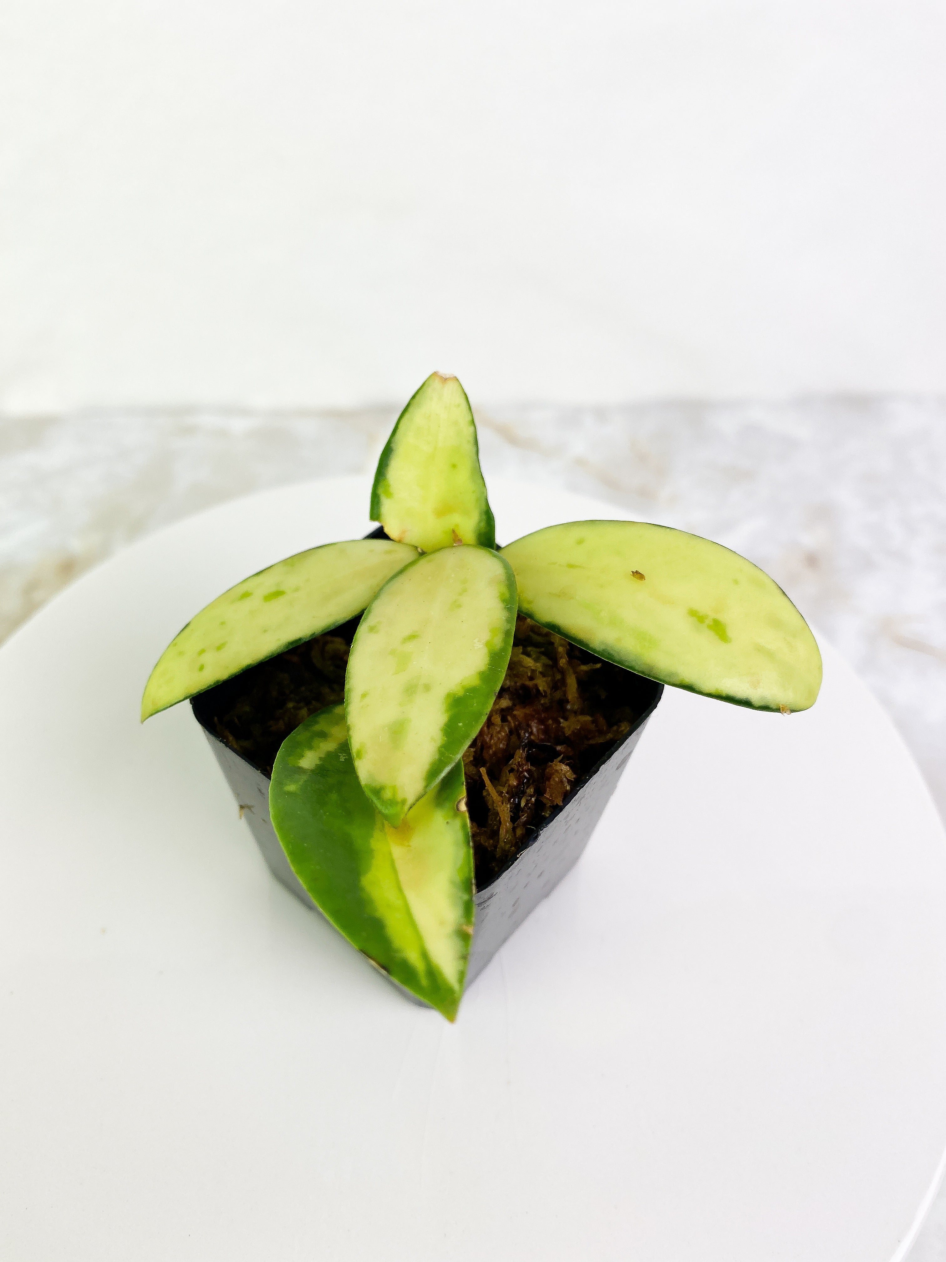 Hoya Acuta Yellow Variegated 5 leaves rooted