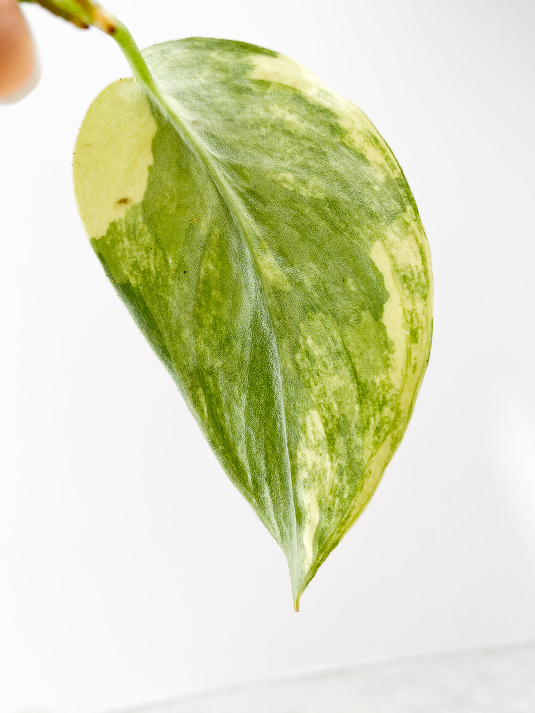 Scindapsus Jade Satin Variegated  1 leaf rooting