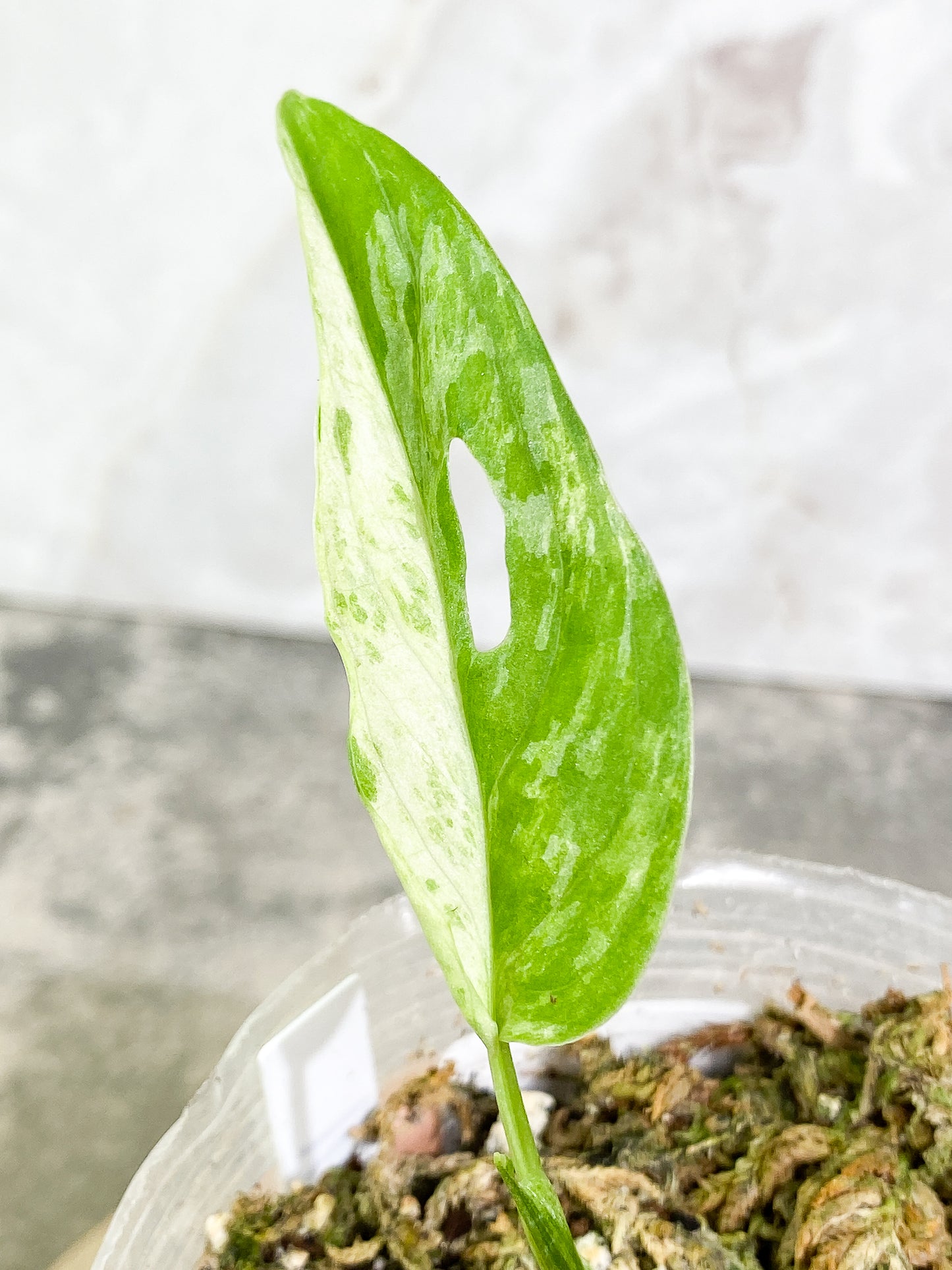 Monstera Adansonii Mint highly variegation 1 leaf 1sprout rooted
