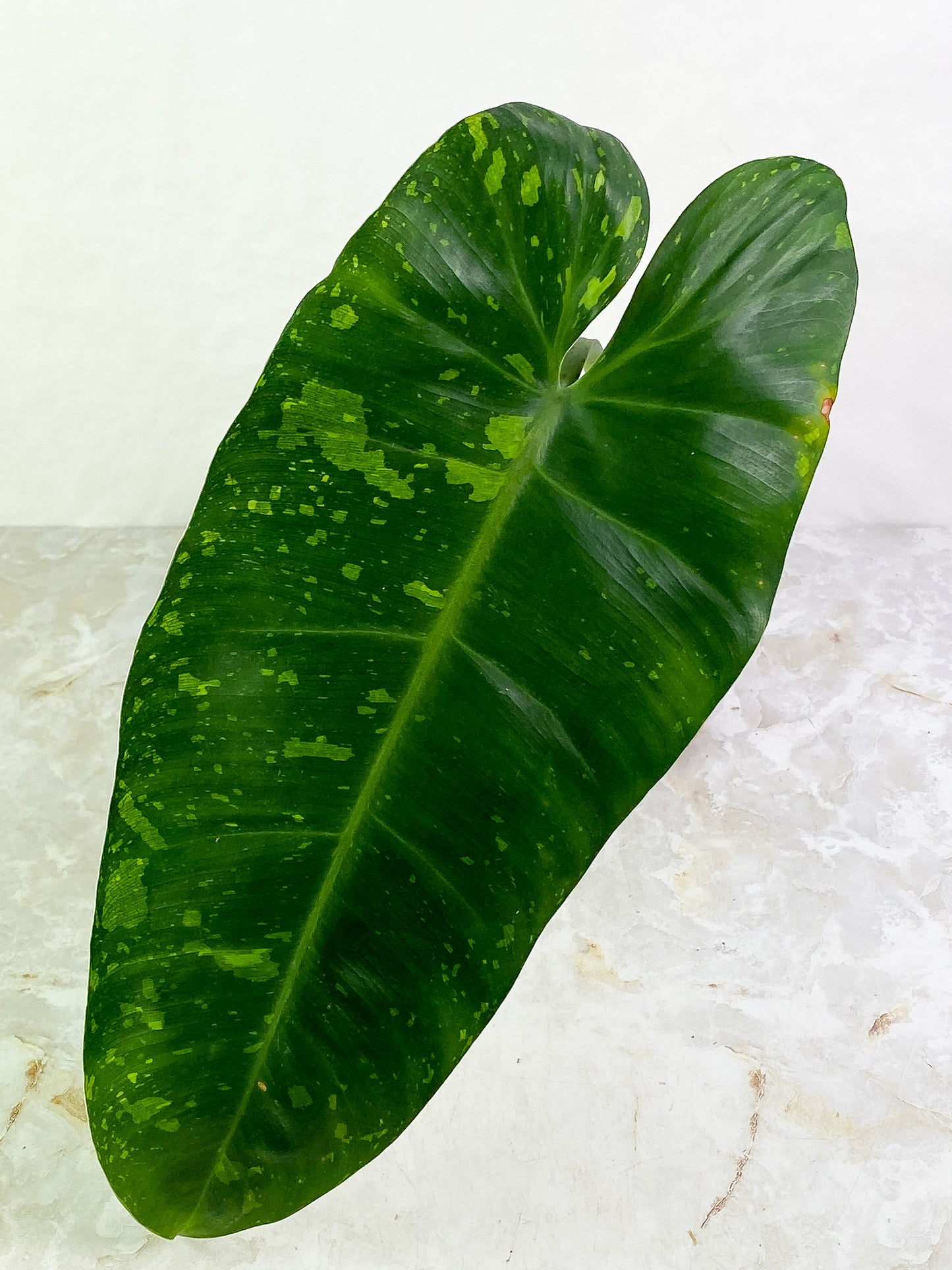 Philodendron Jose Buono  1 huge leaf rooting