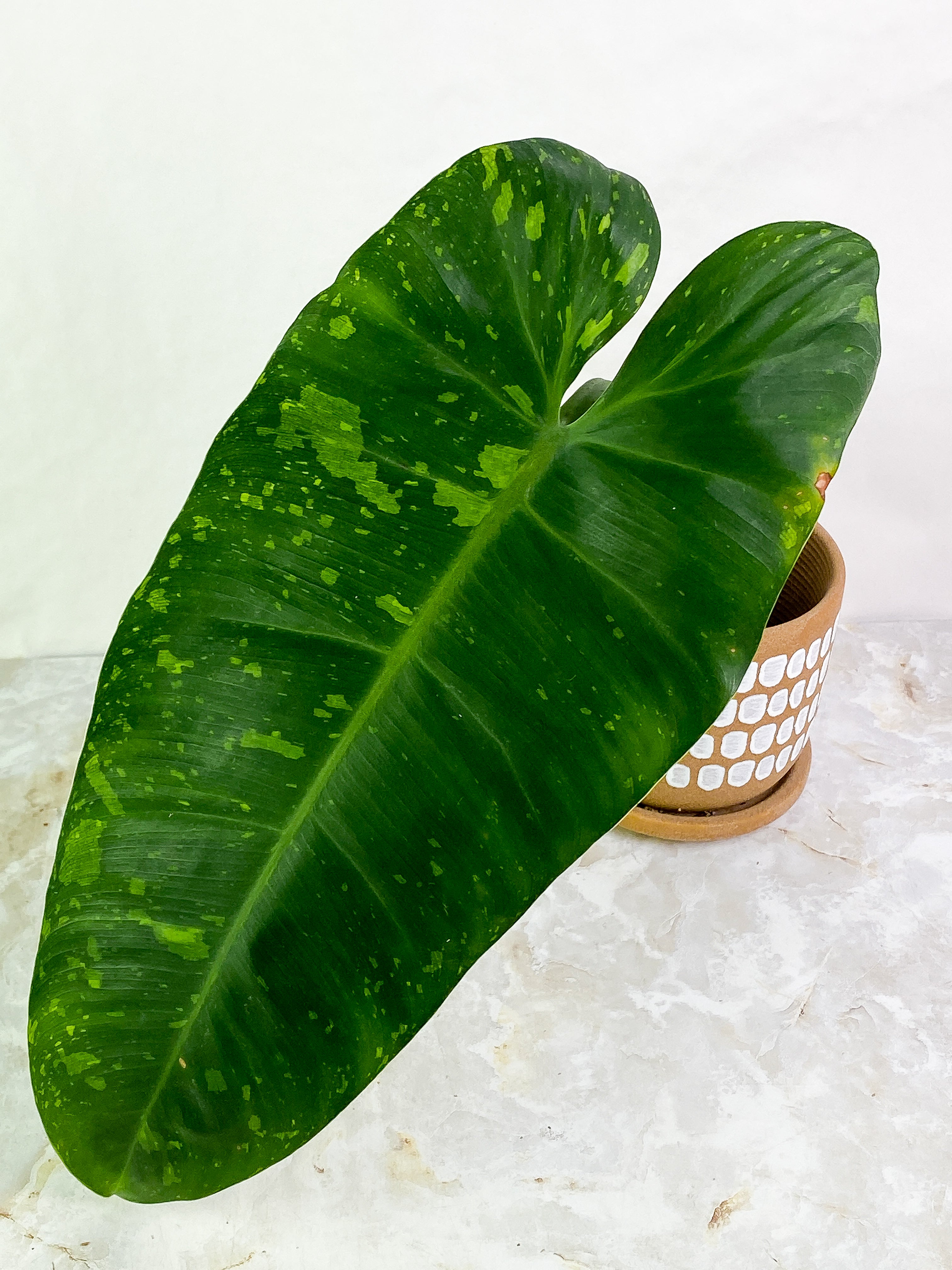 Philodendron Jose Buono  1 huge leaf rooting