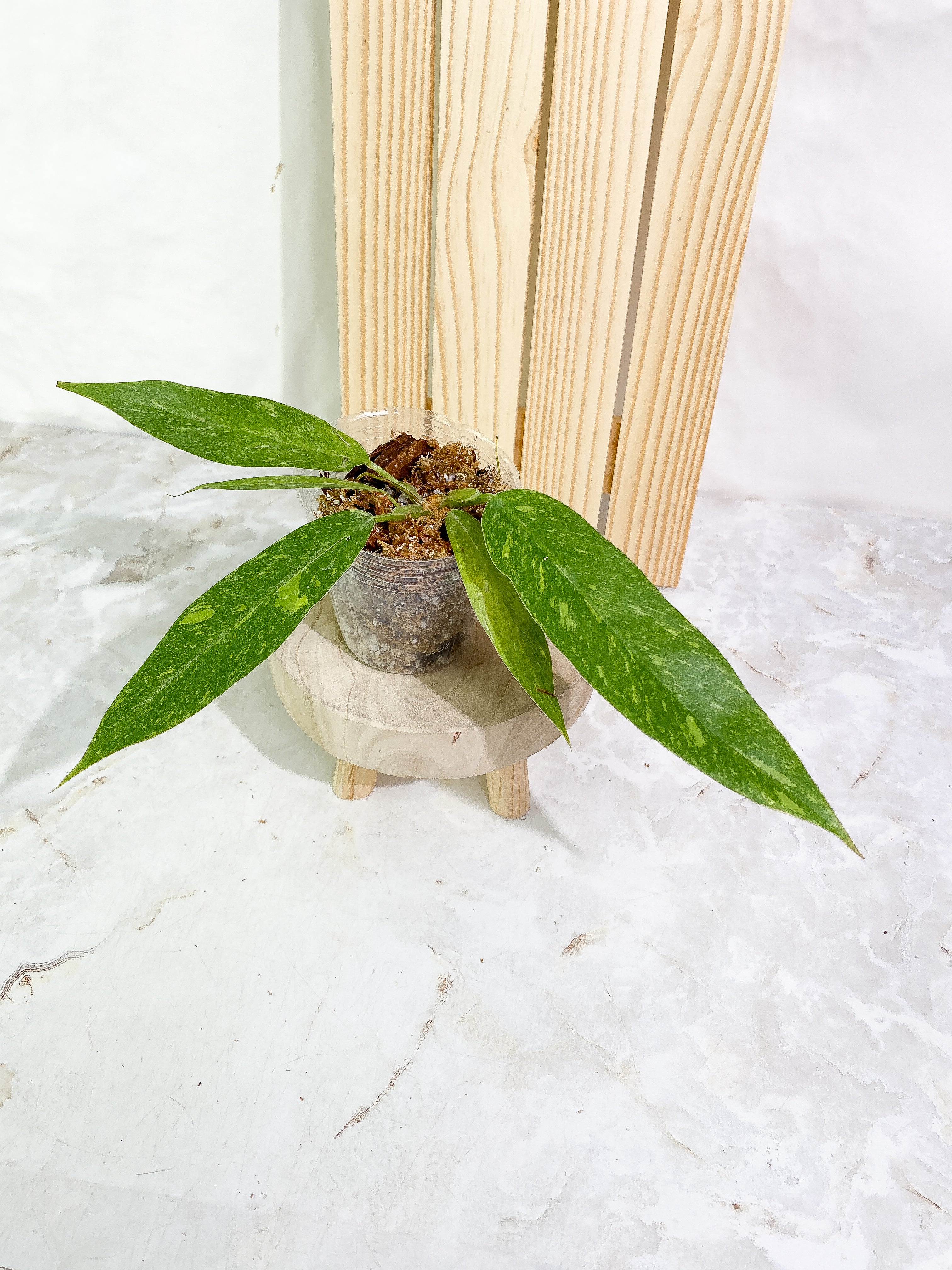 Philodendron Ring of Fire 5 leaves Slightly Rooted
