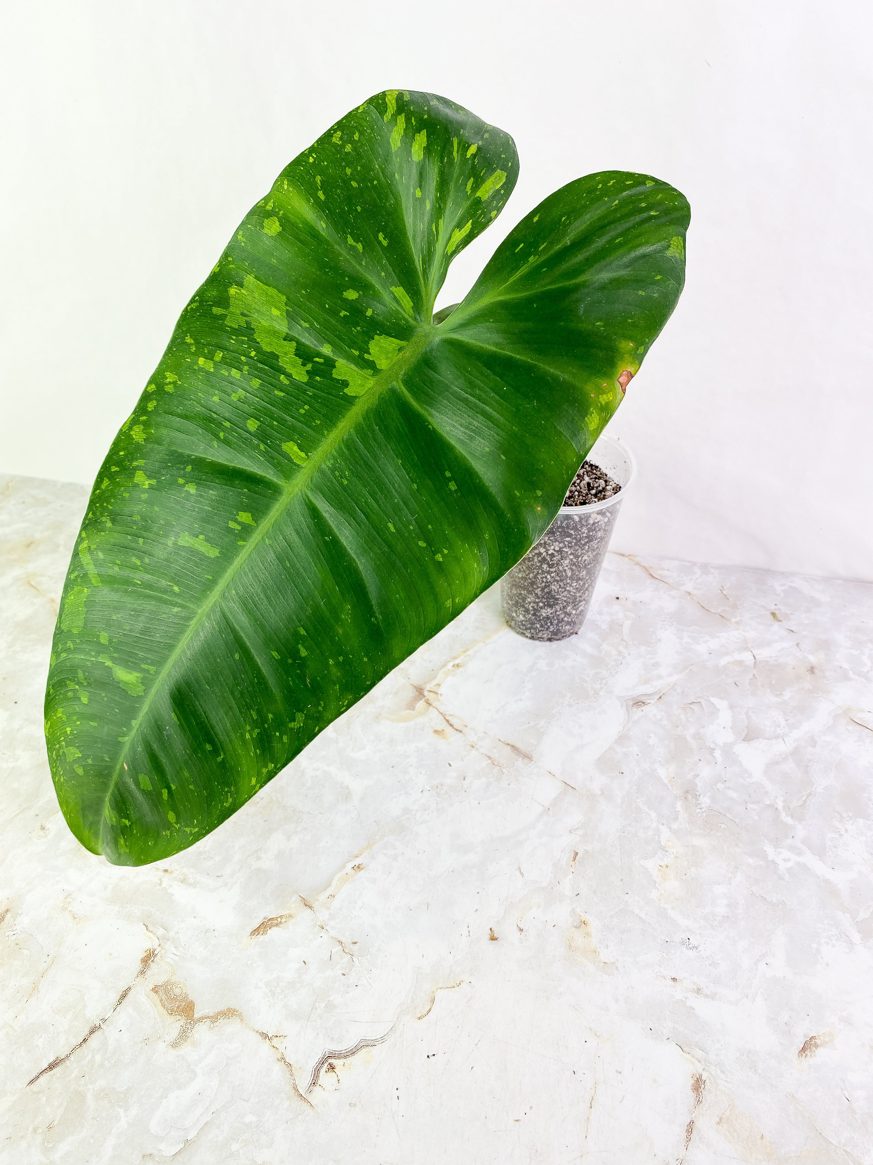 Philodendron Jose Buono  1 huge leaf rooting