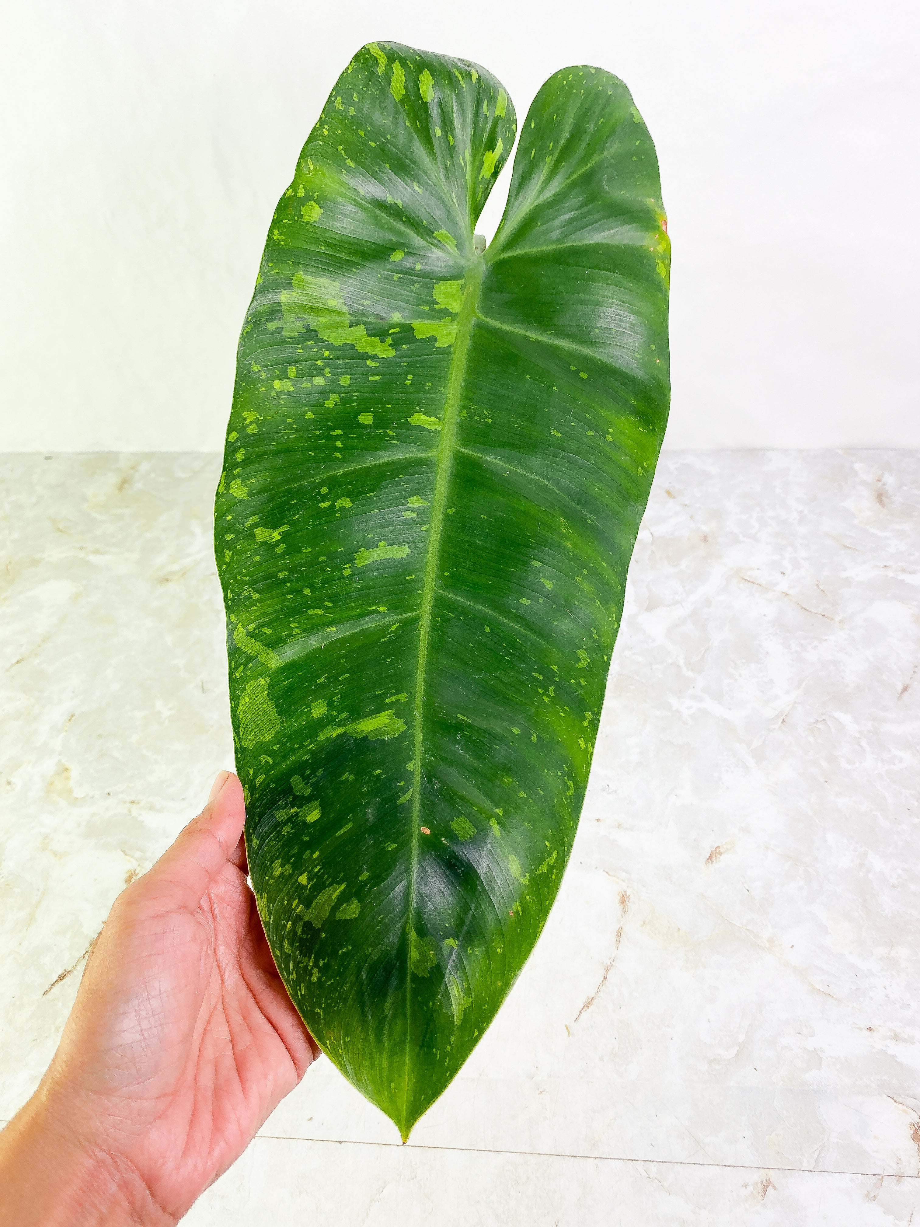 Philodendron Jose Buono  1 huge leaf rooting