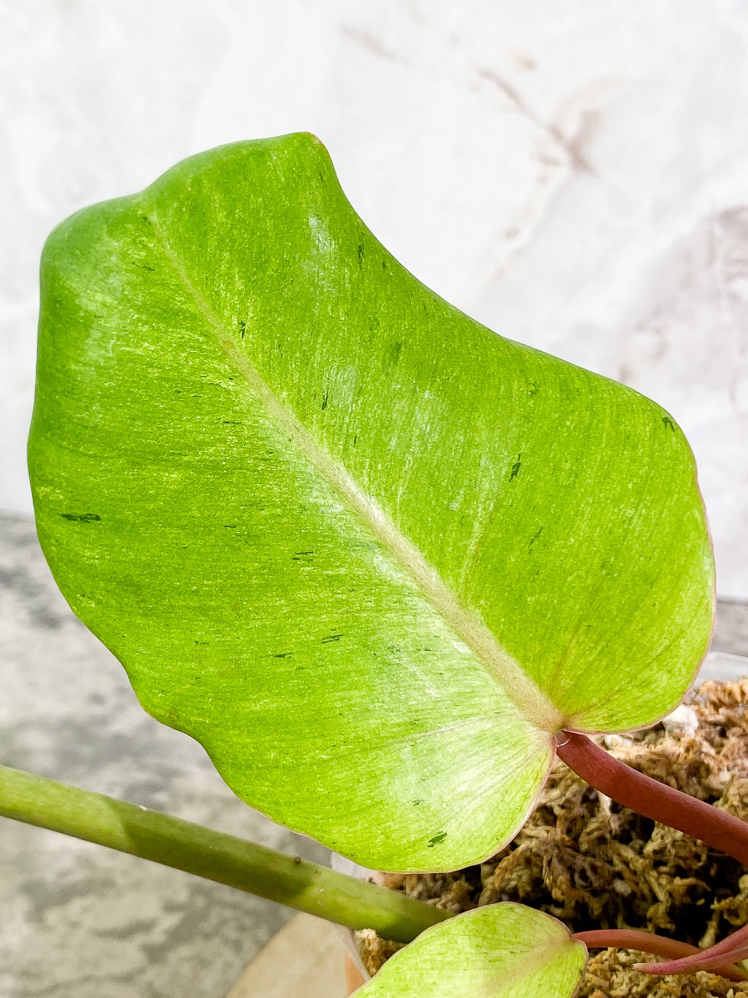 Philodendron Snowdrifts 4 leaves 1 sprout rooted