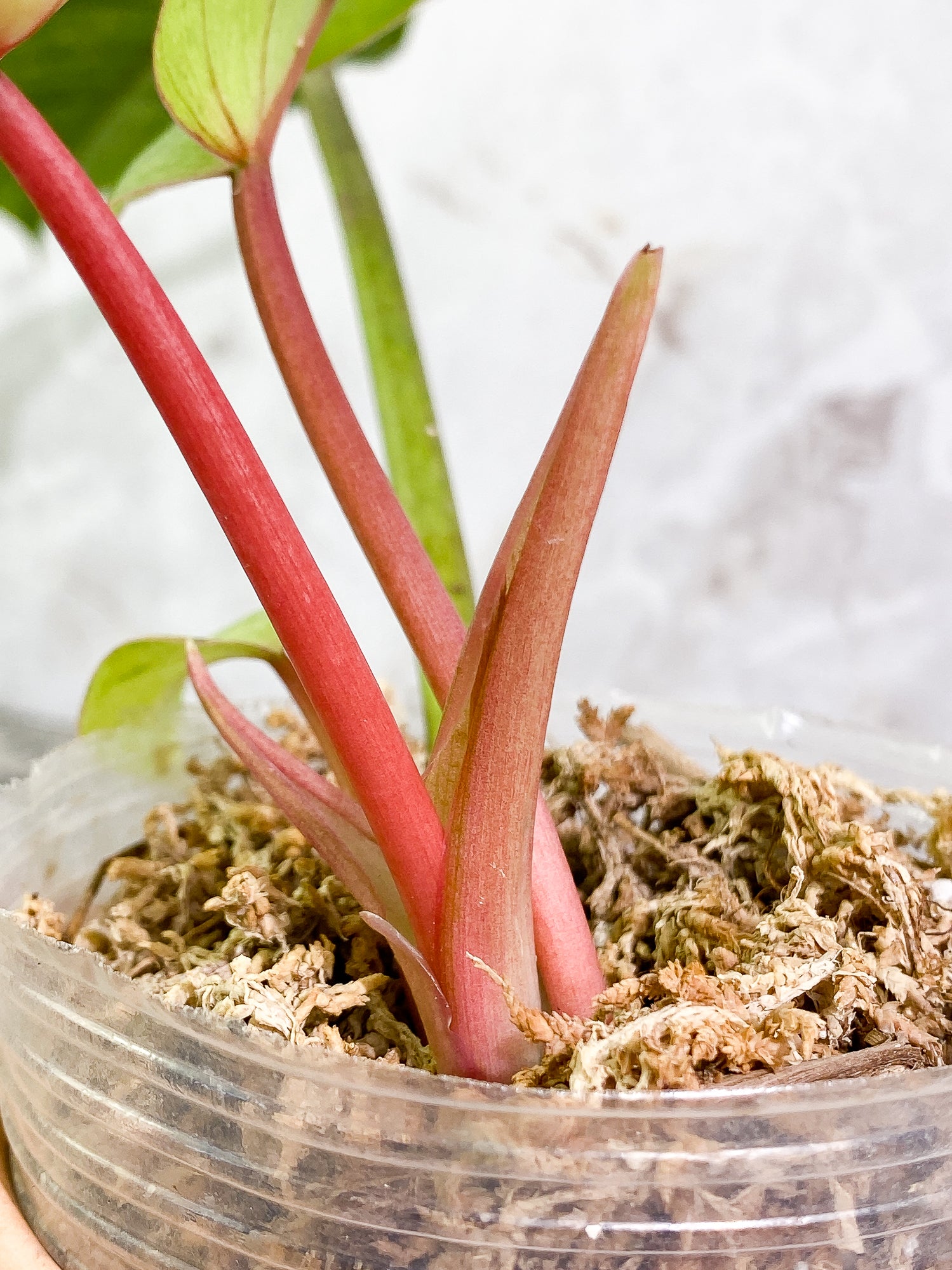 Philodendron Snowdrifts 4 leaves 1 sprout rooted