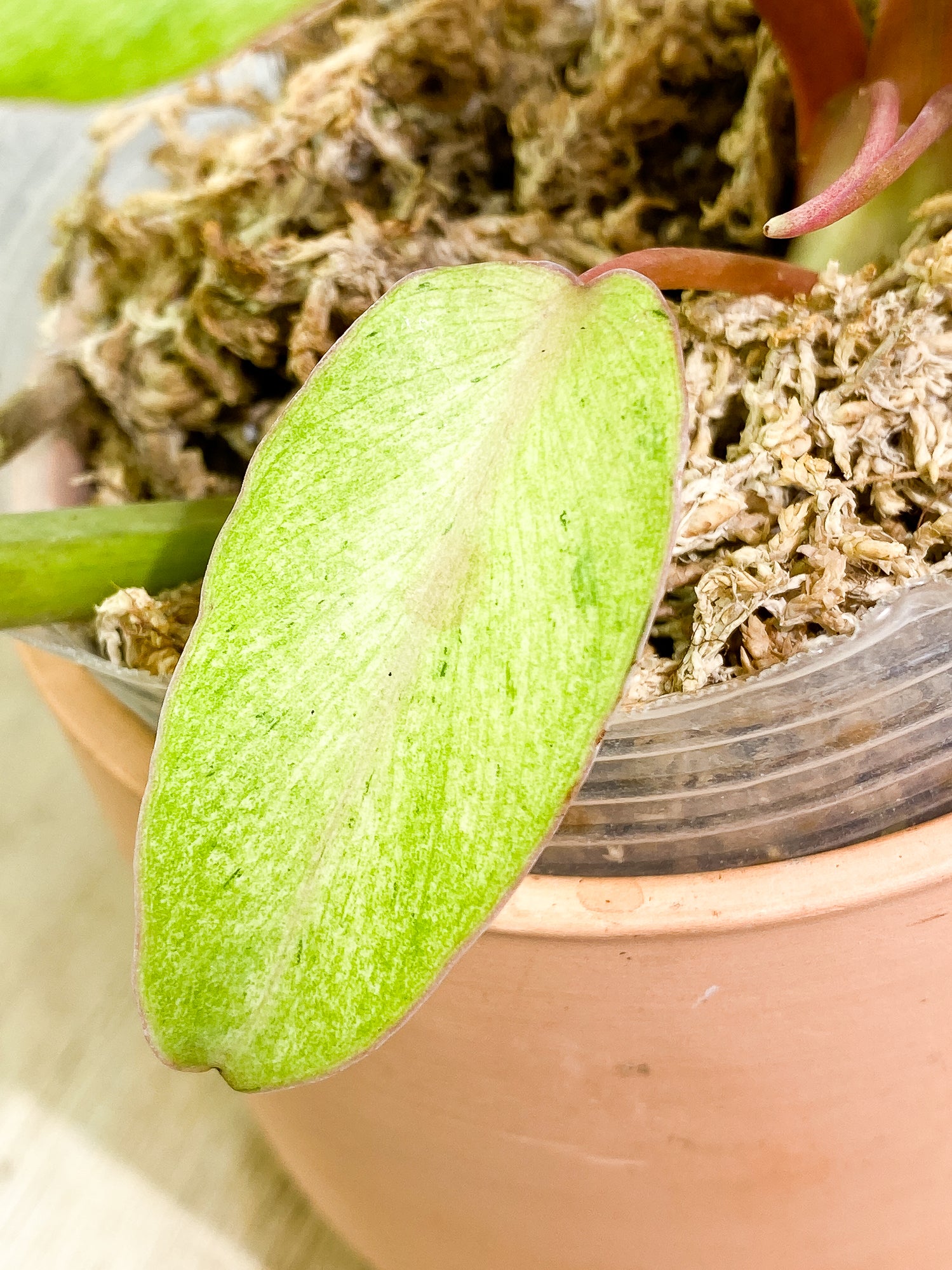 Philodendron Snowdrifts 4 leaves 1 sprout rooted