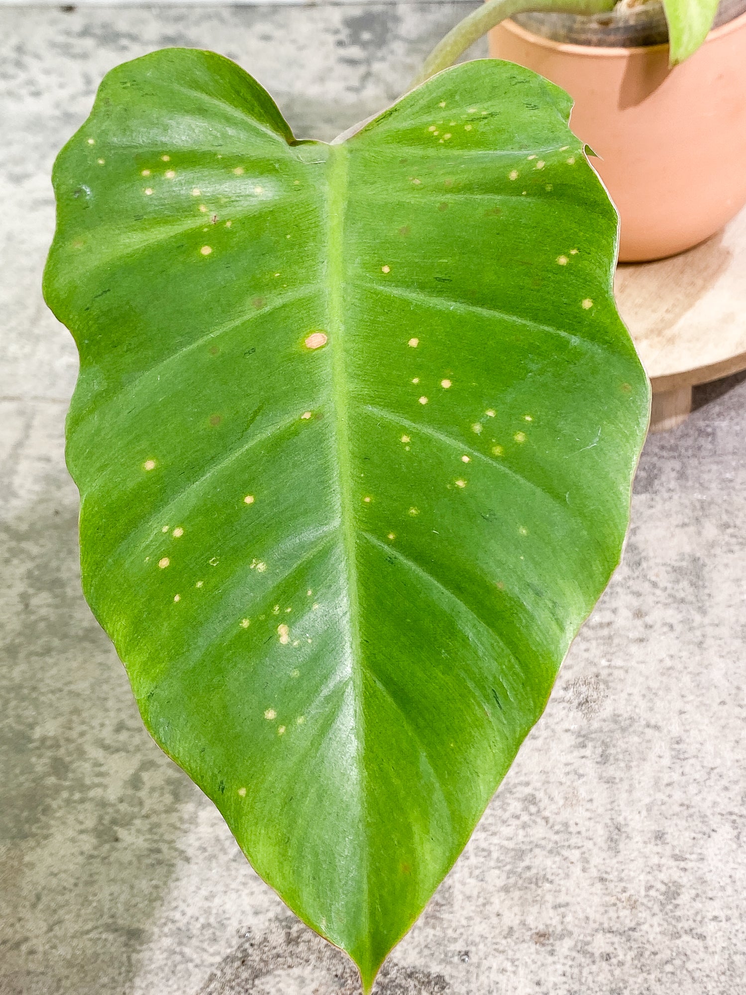 Philodendron Snowdrifts 4 leaves 1 sprout rooted