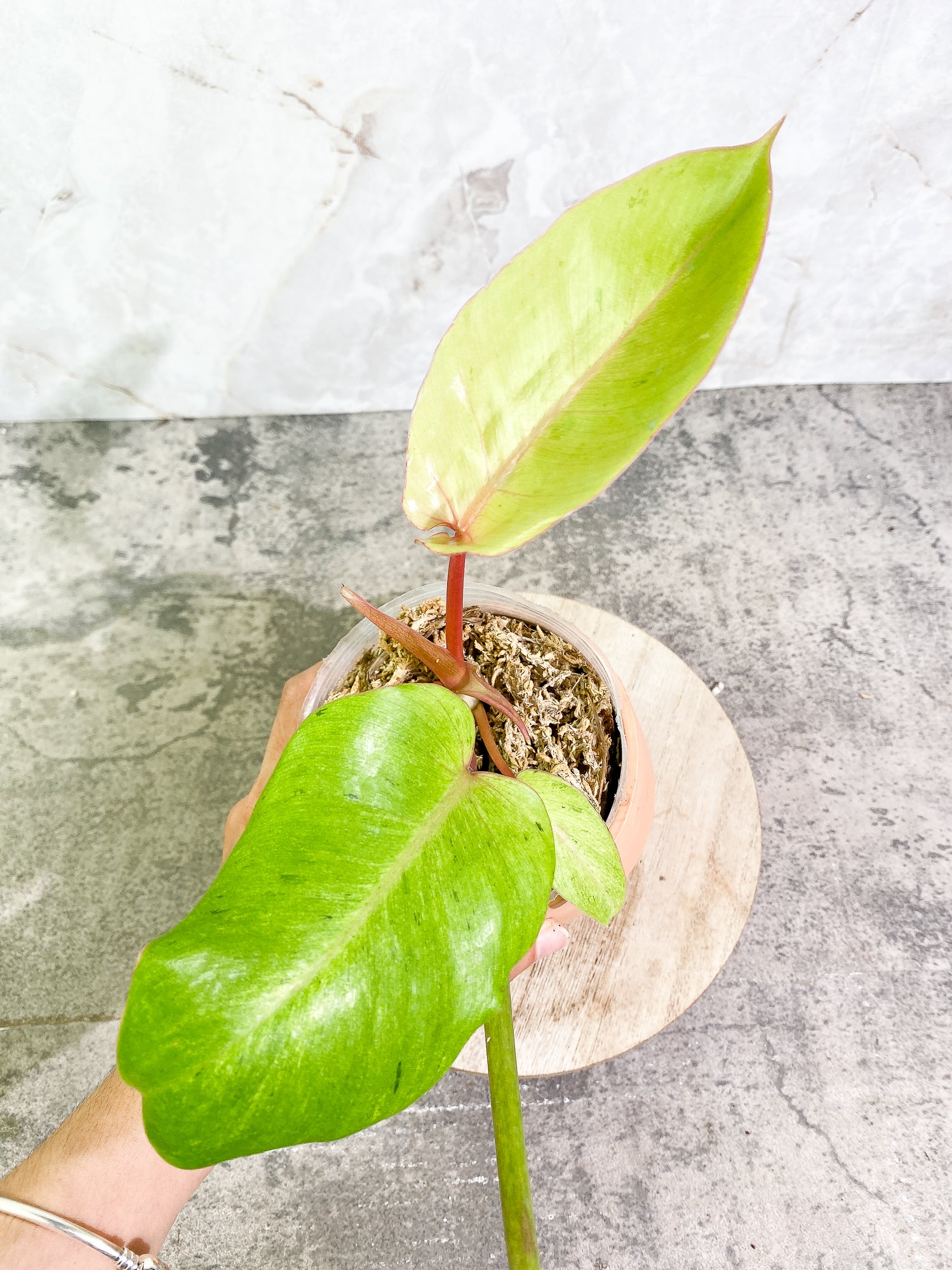 Philodendron Snowdrifts 4 leaves 1 sprout rooted