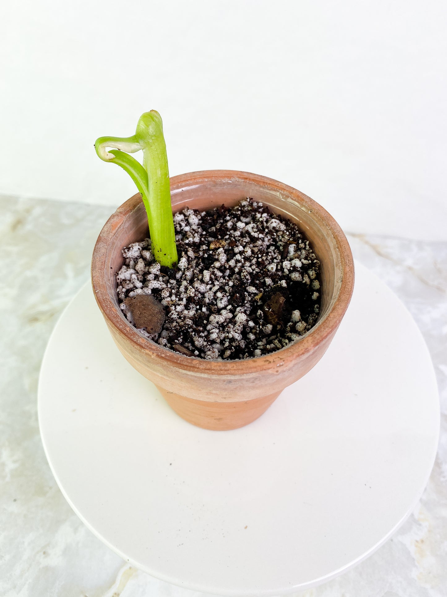 Philodendron Jose Buono sprout slightly rooted