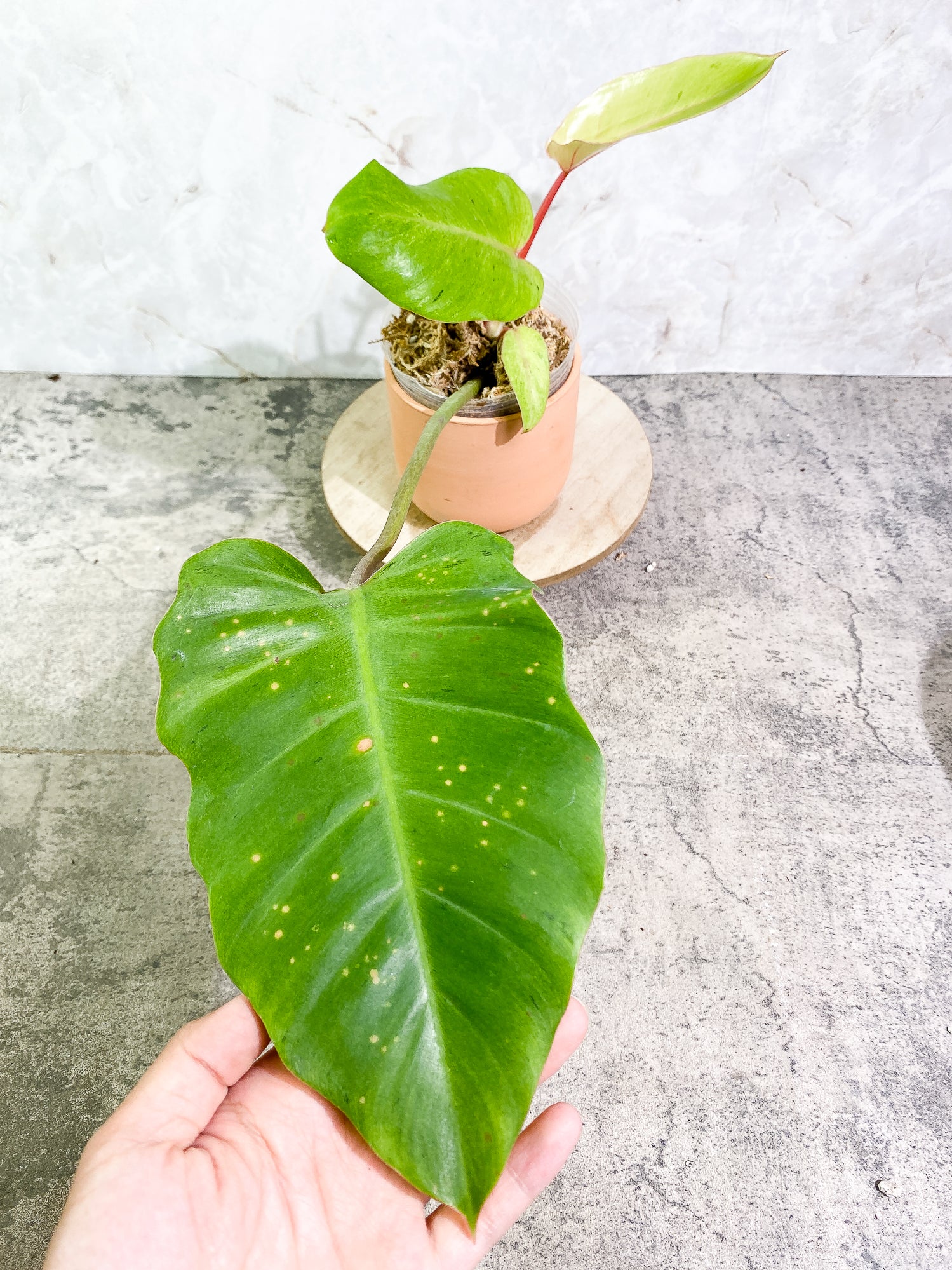 Philodendron Snowdrifts 4 leaves 1 sprout rooted