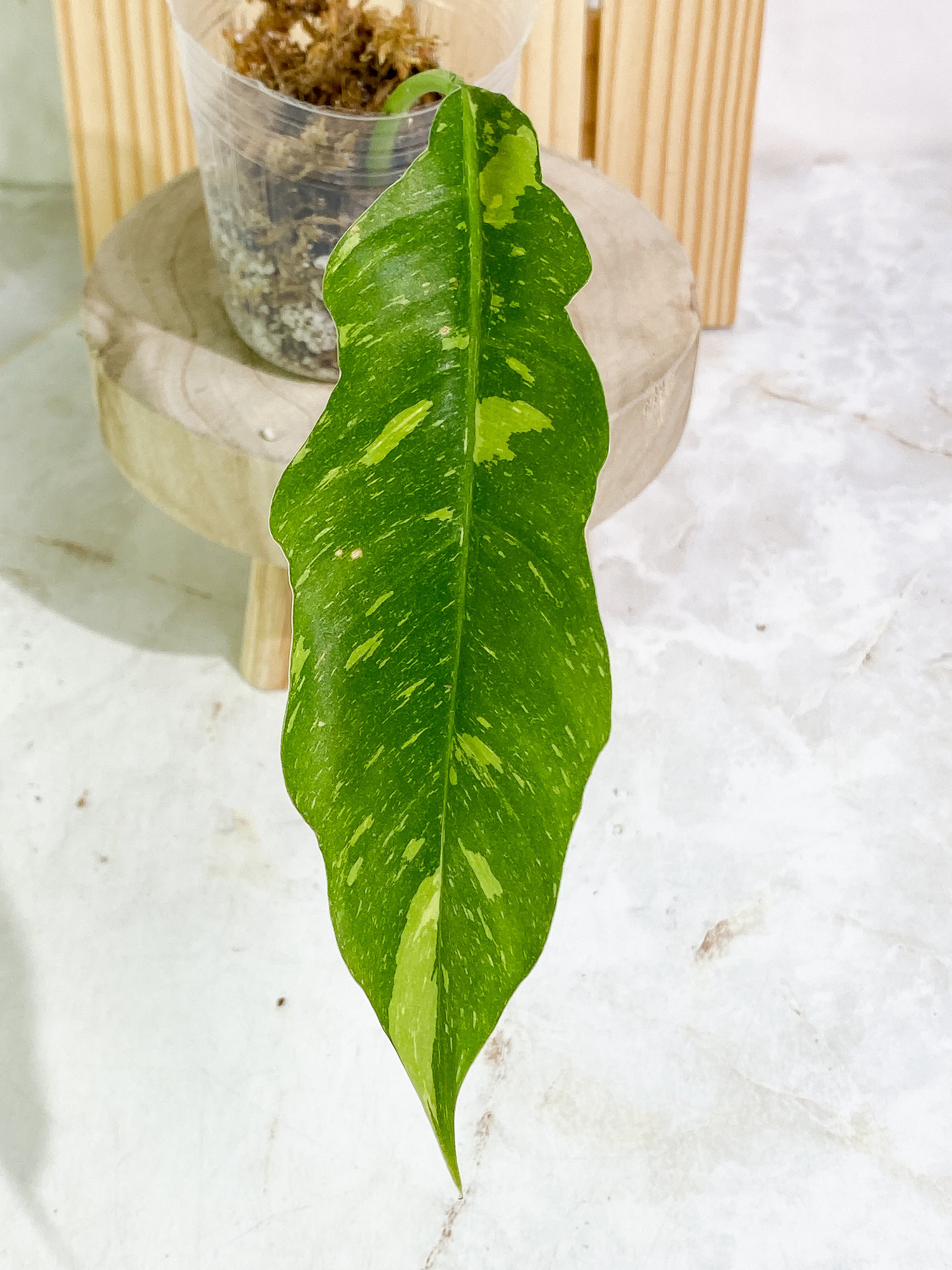 Philodendron Ring of Fire 1 leaf Rooting