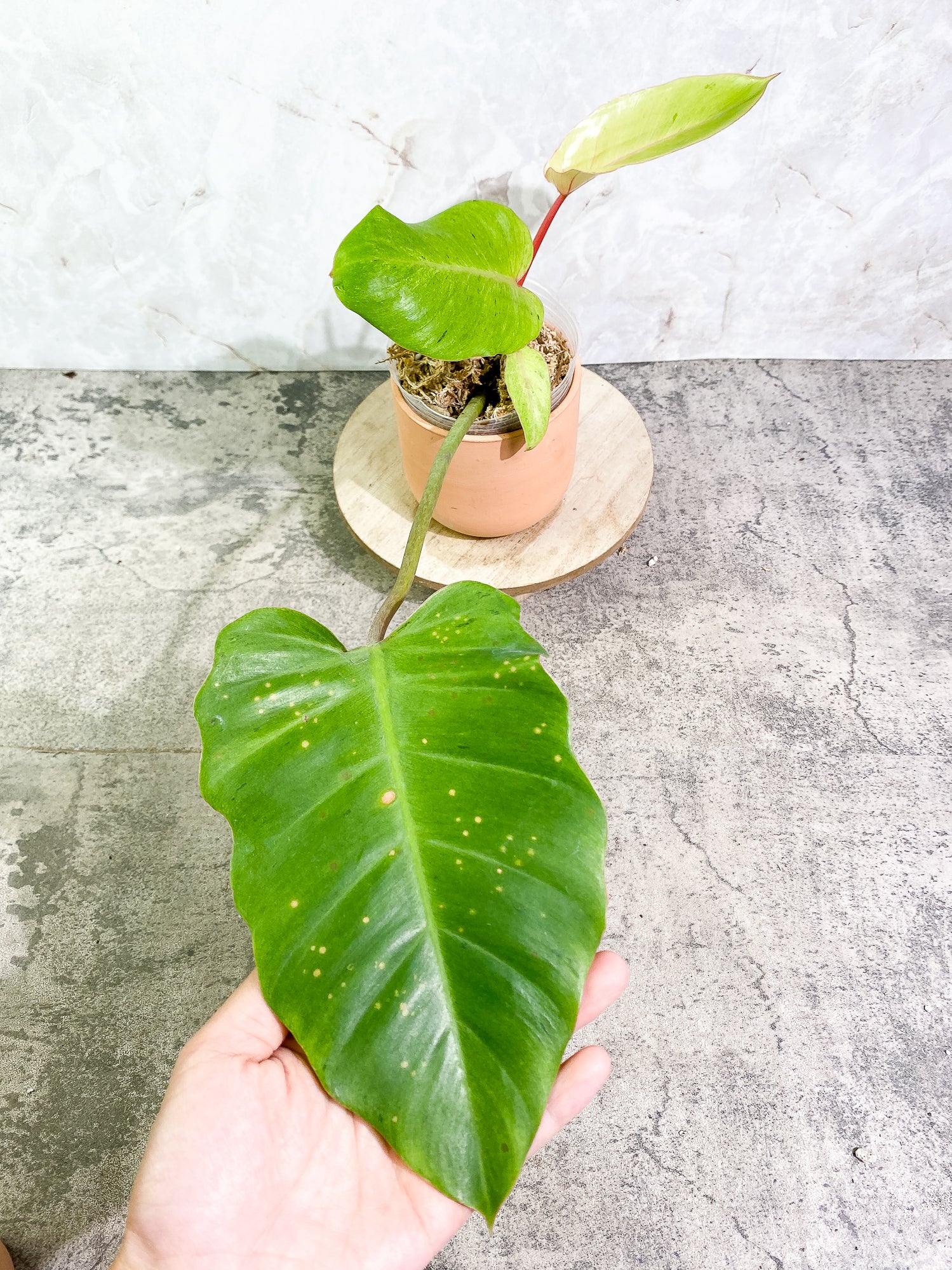 Philodendron Snowdrifts 4 leaves 1 sprout rooted