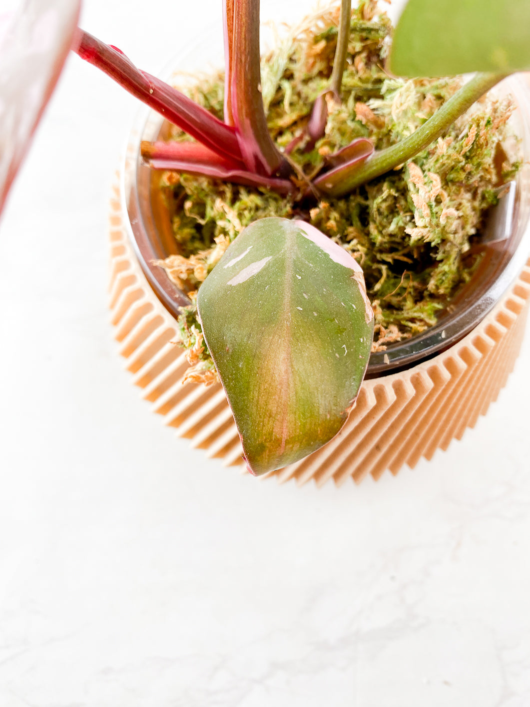 Philodendron Red Anderson 5 leaves Slightly Rooted