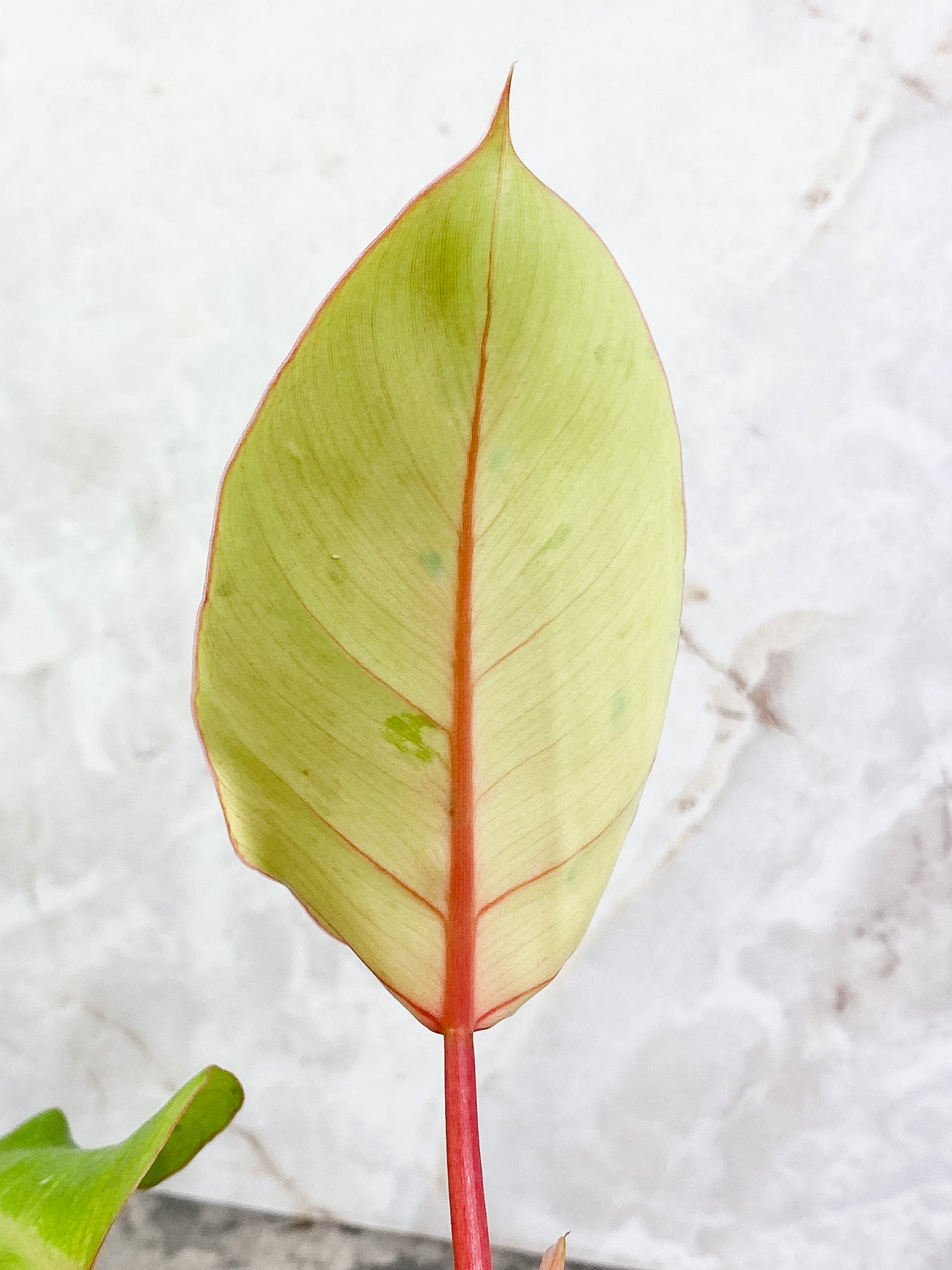 Philodendron Snowdrifts 4 leaves 1 sprout rooted