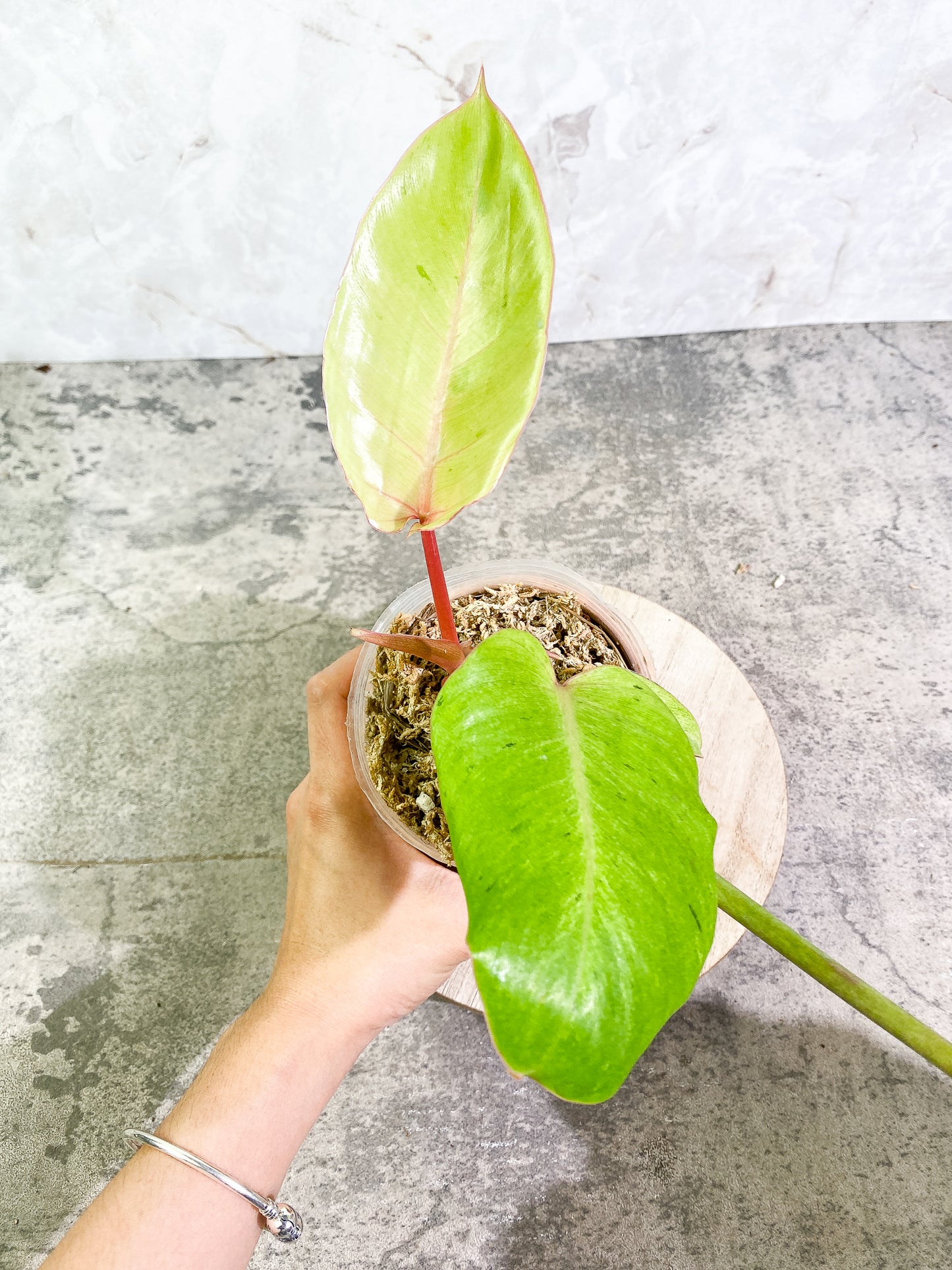 Philodendron Snowdrifts 4 leaves 1 sprout rooted